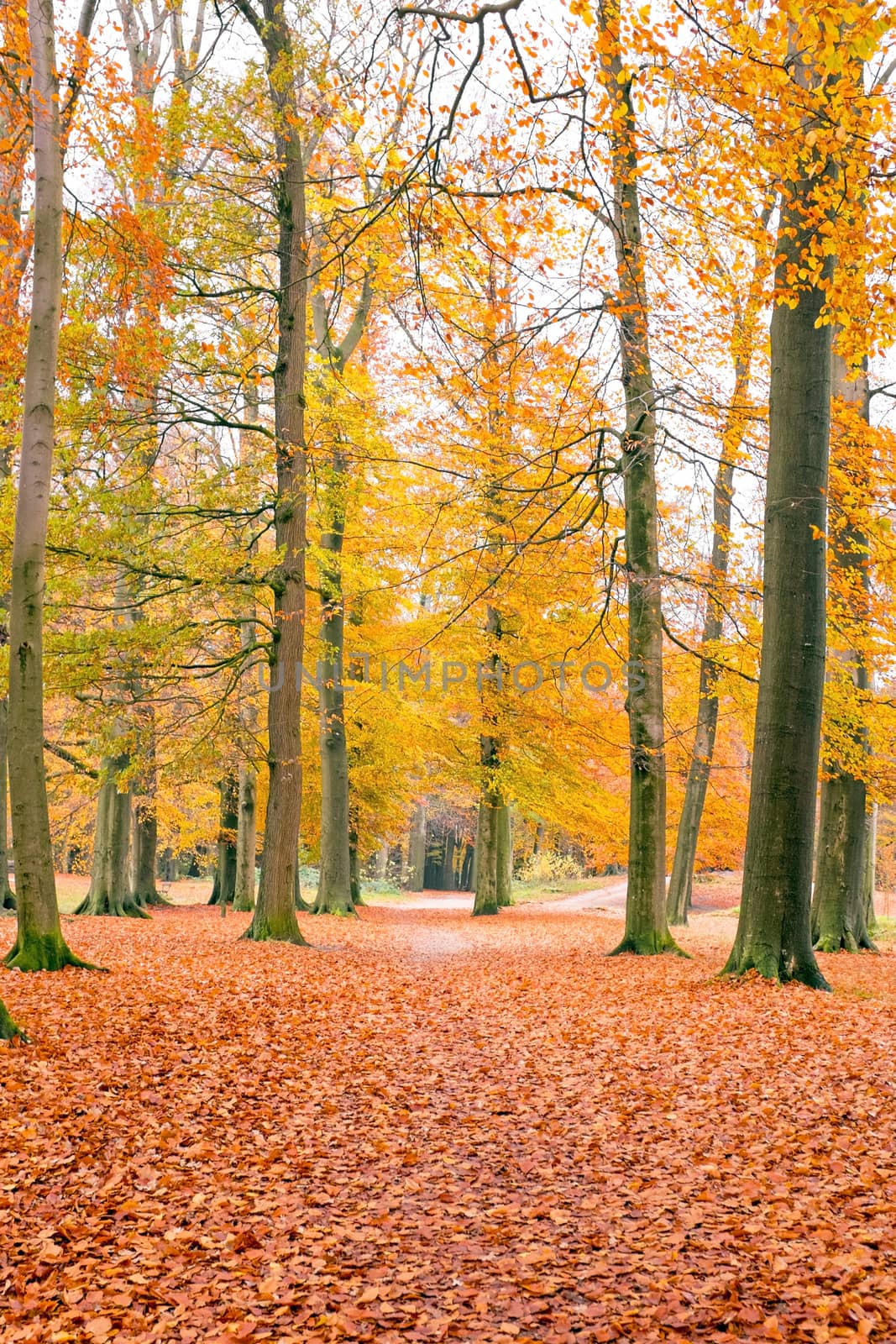 Fall in the forest in the Netherlands by devy