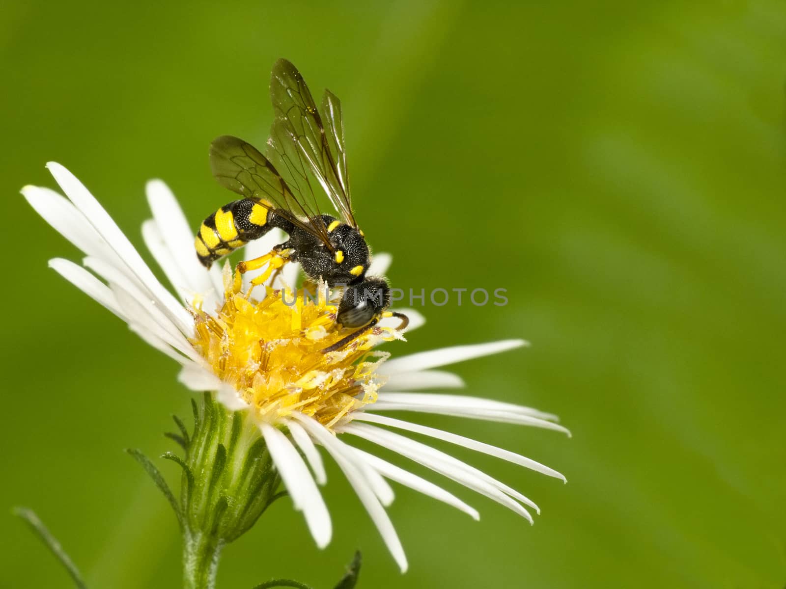 Small colorful wasp feeds on the flowers