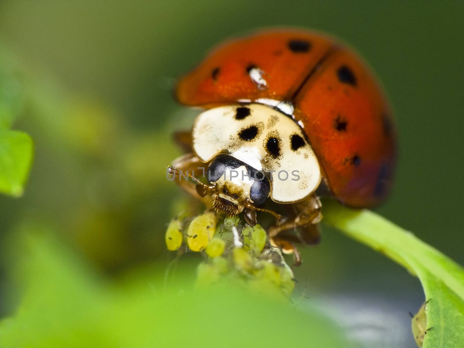 Ladybug feeds on aphids by Kidza