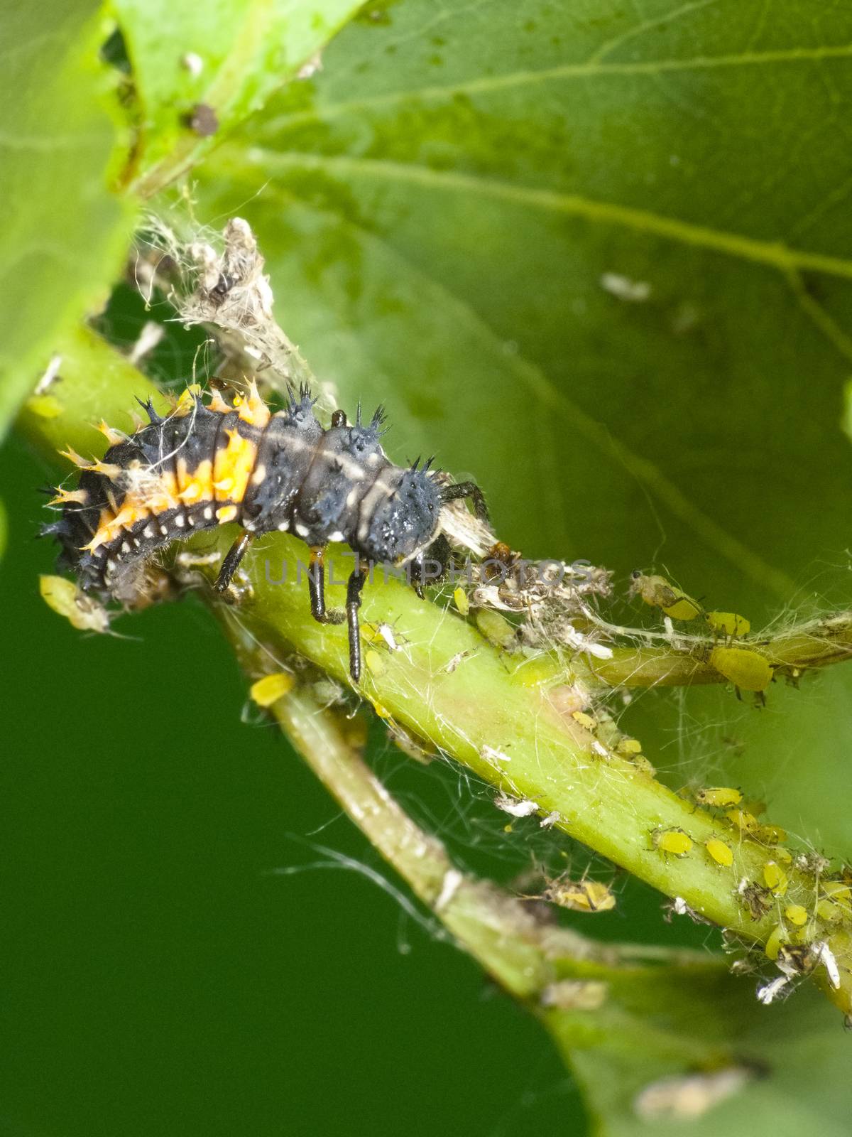Ladybug larva feeds on aphids on infected plant