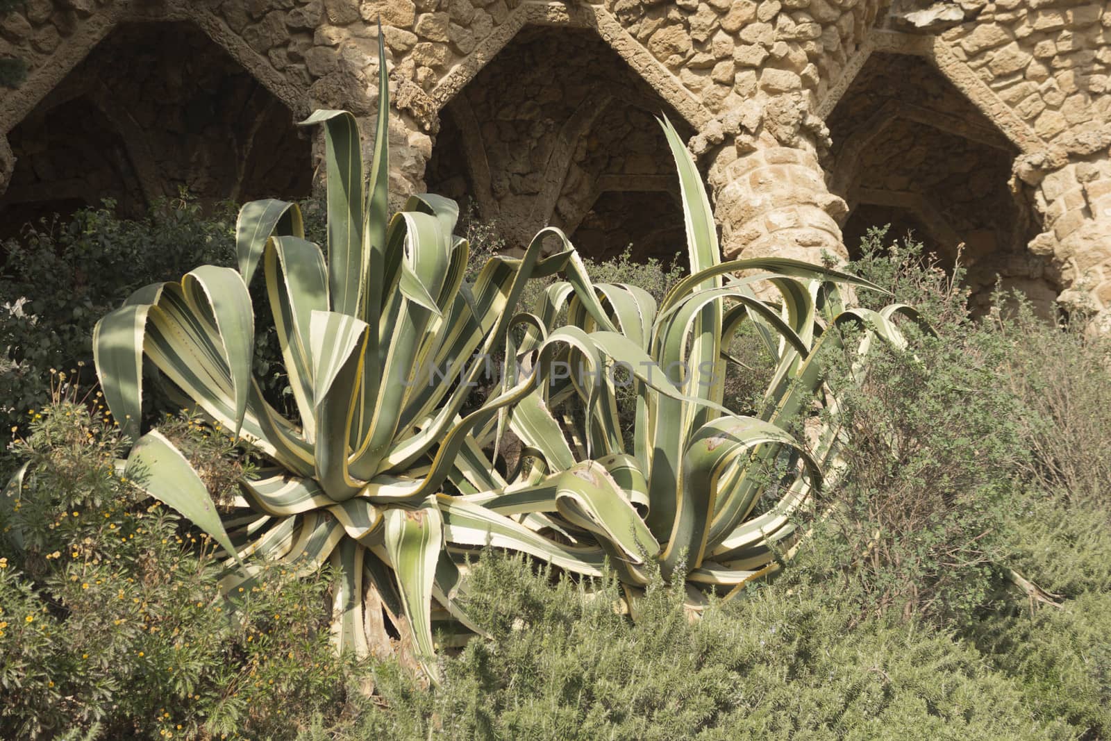 Green beautiful big aloes in park in Spain.