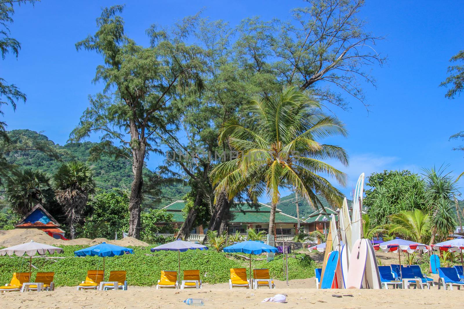 Surf boards on the beach with a palm tree.