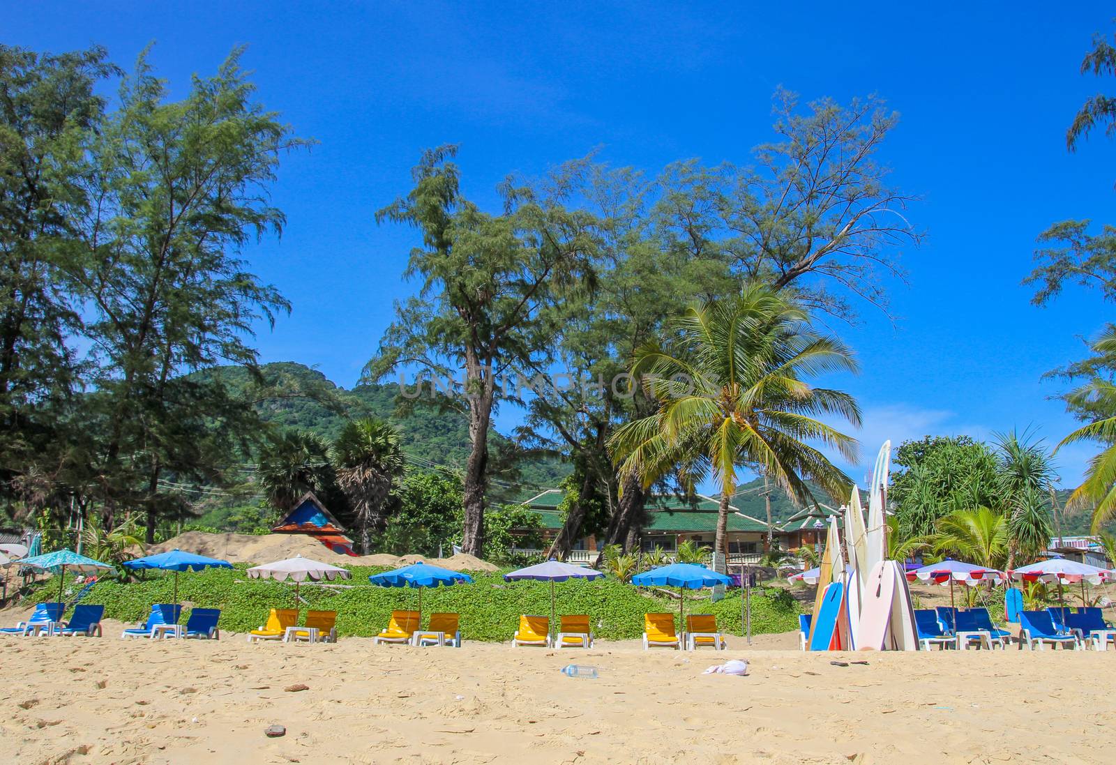 Surf boards on the beach with a palm tree.