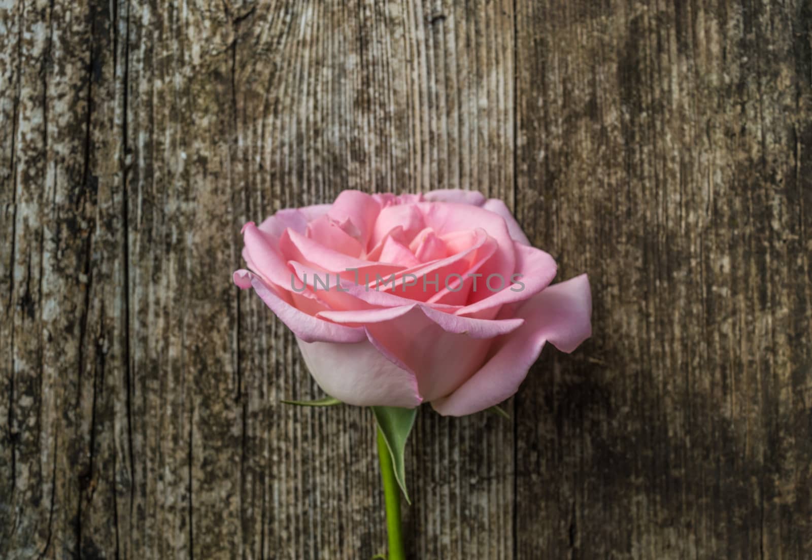 Pink rose over wooden background 