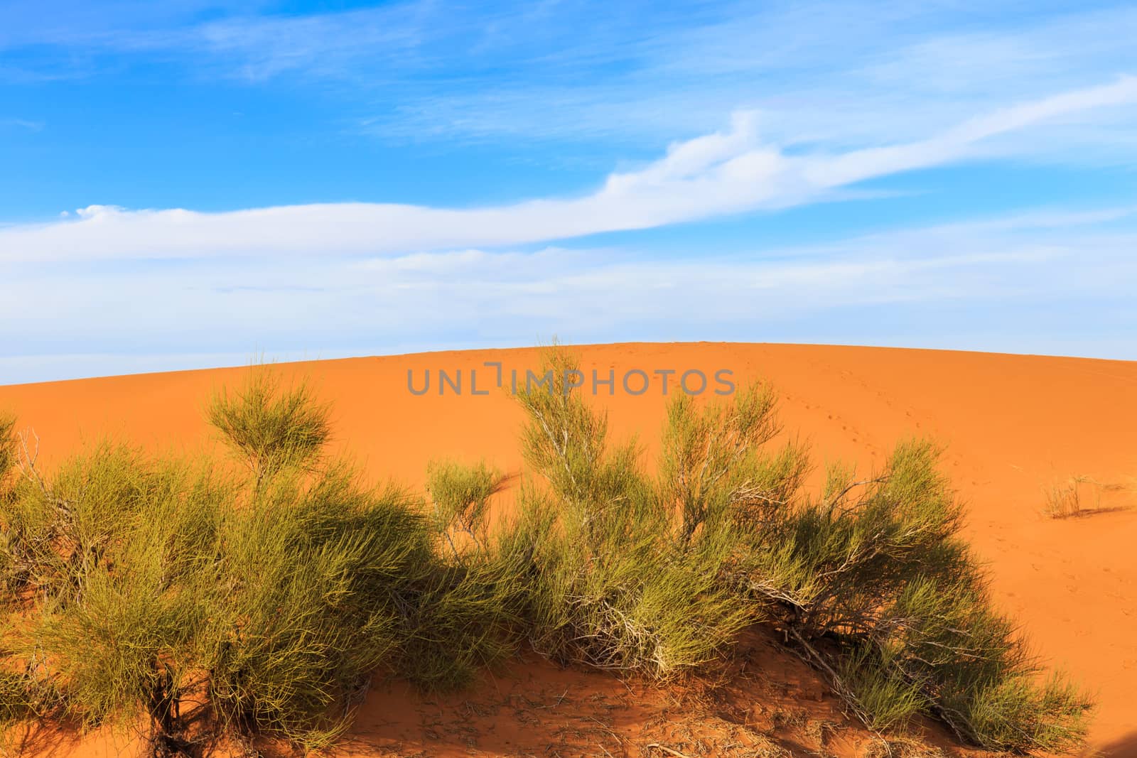 on the background of blue sky green shrub in the Sahara desert