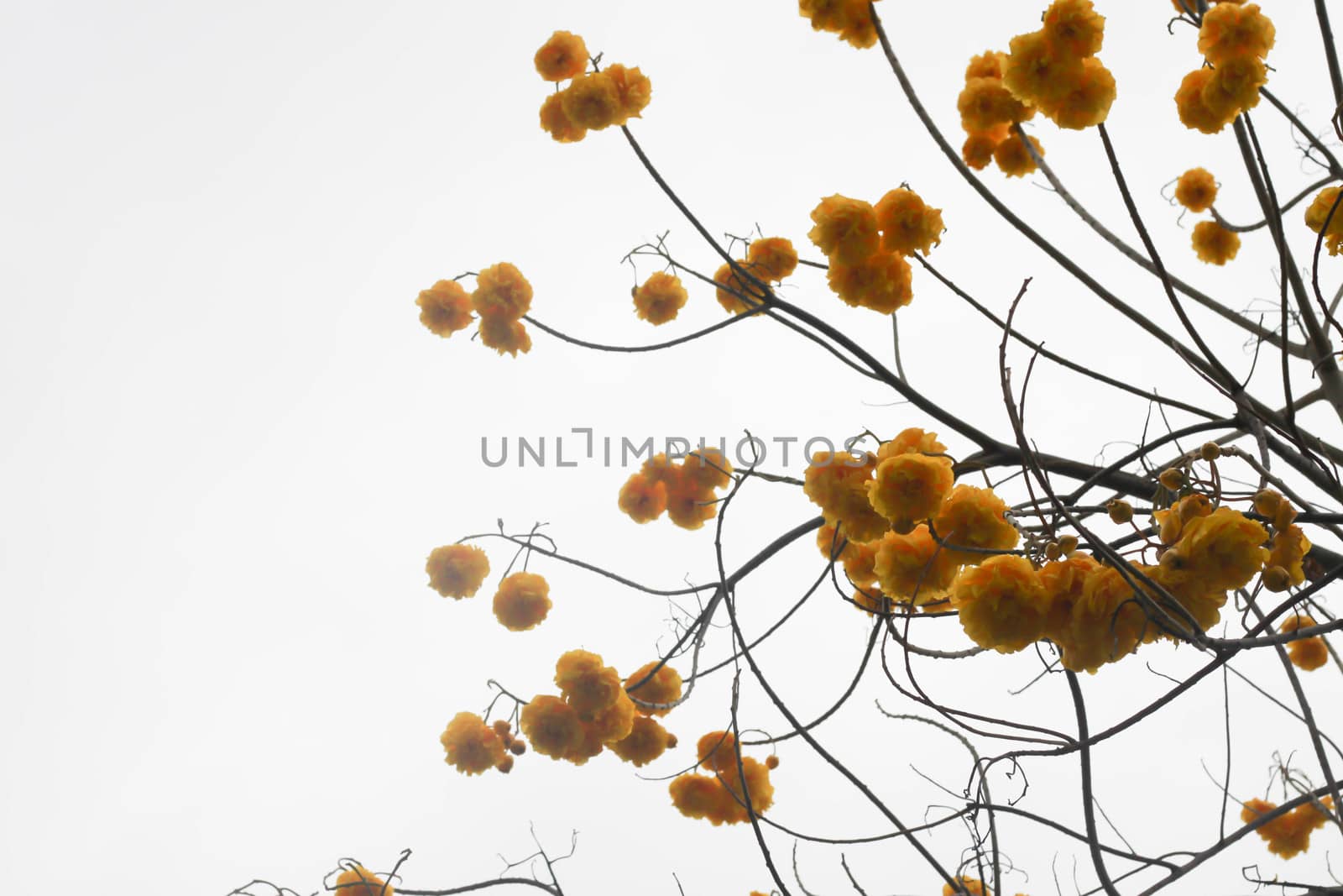Tree with yellow flowers and sky.