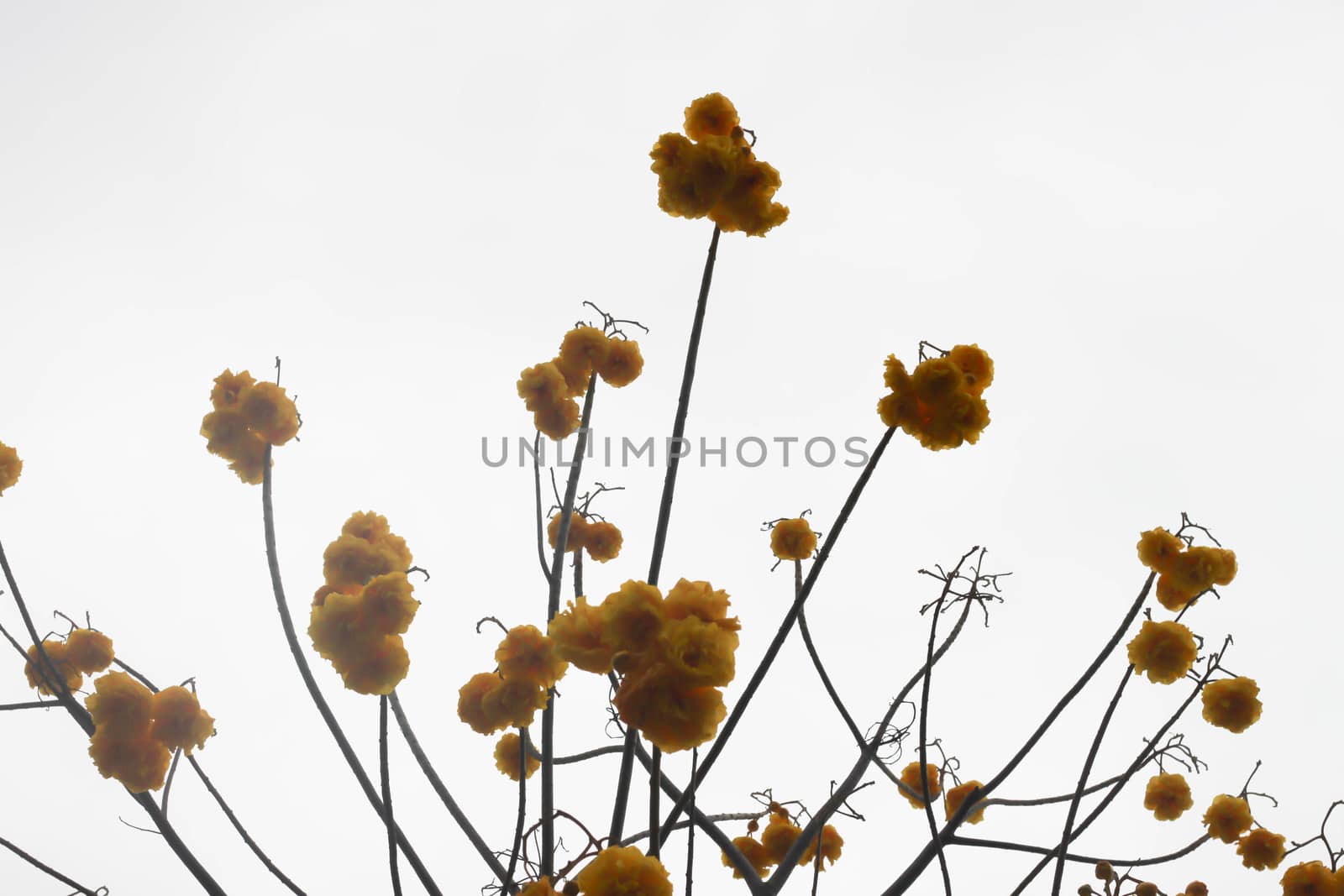 Tree with yellow flowers and sky. by primzrider