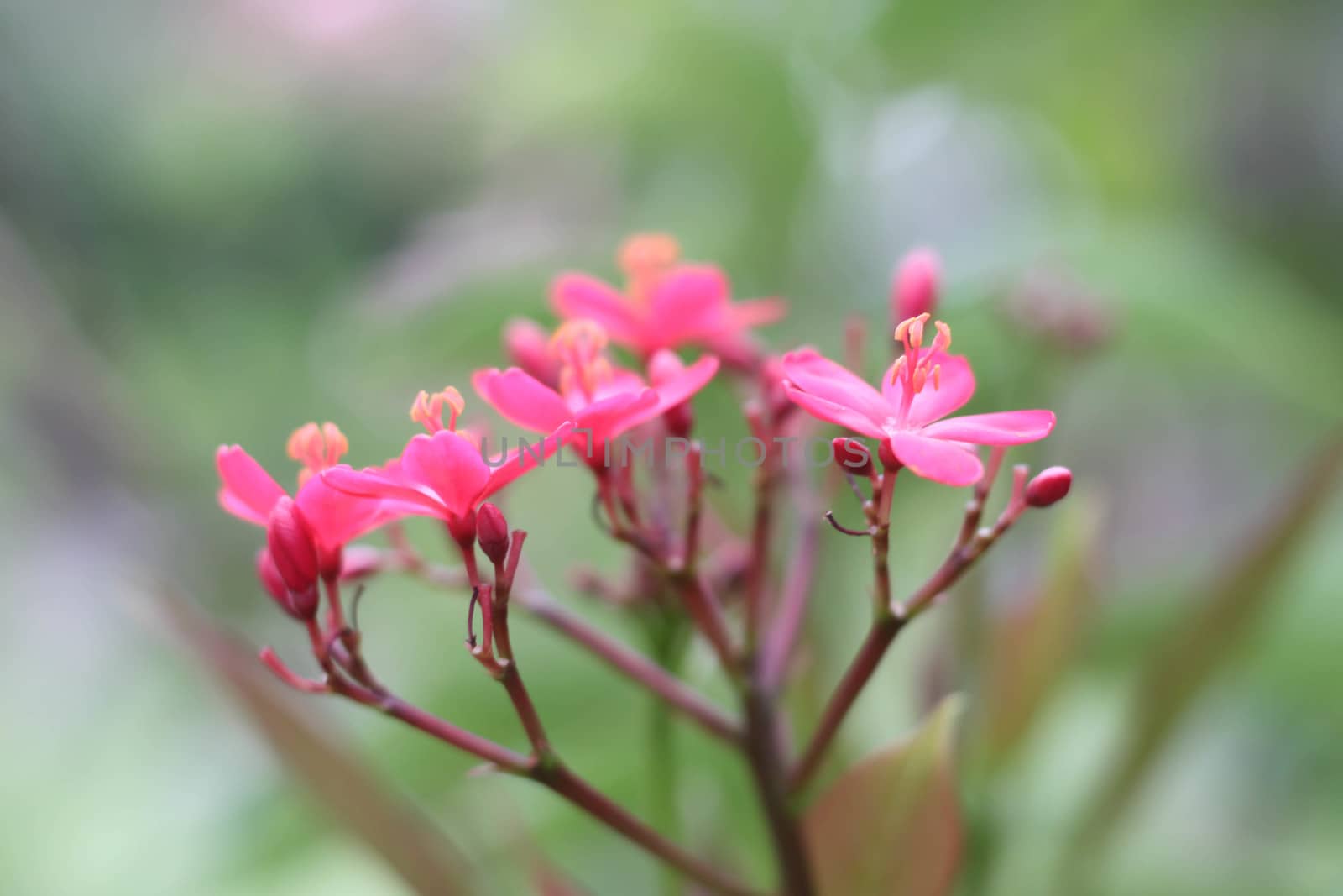 pink Ixora small pink soft background