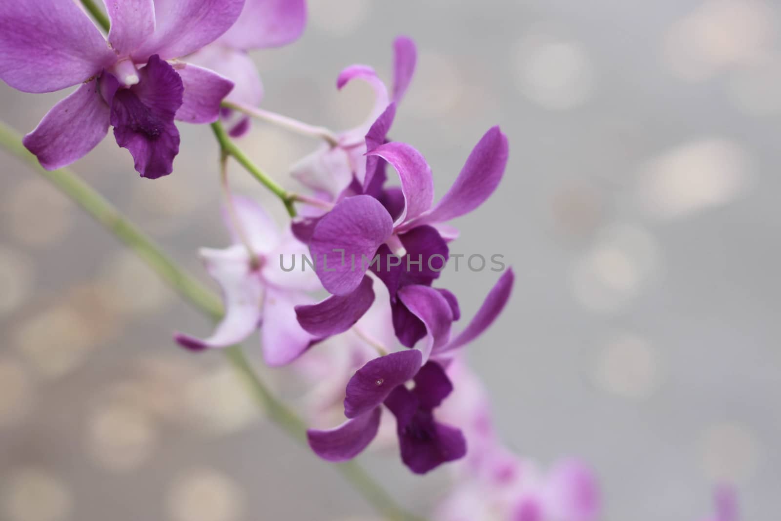 Orchid Purple flower bokeh background by primzrider