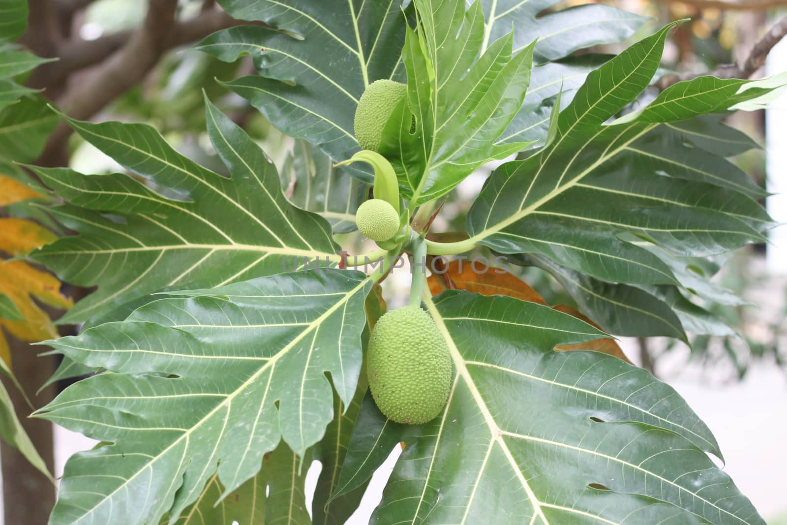 Jackfruit tree green in garden