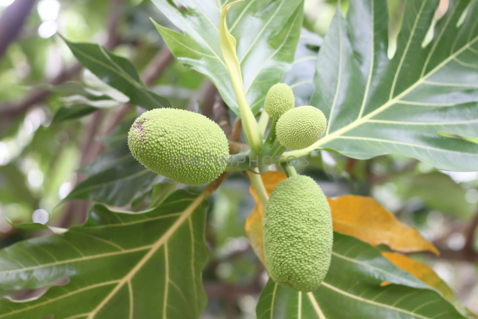 Jackfruit tree green in garden by primzrider