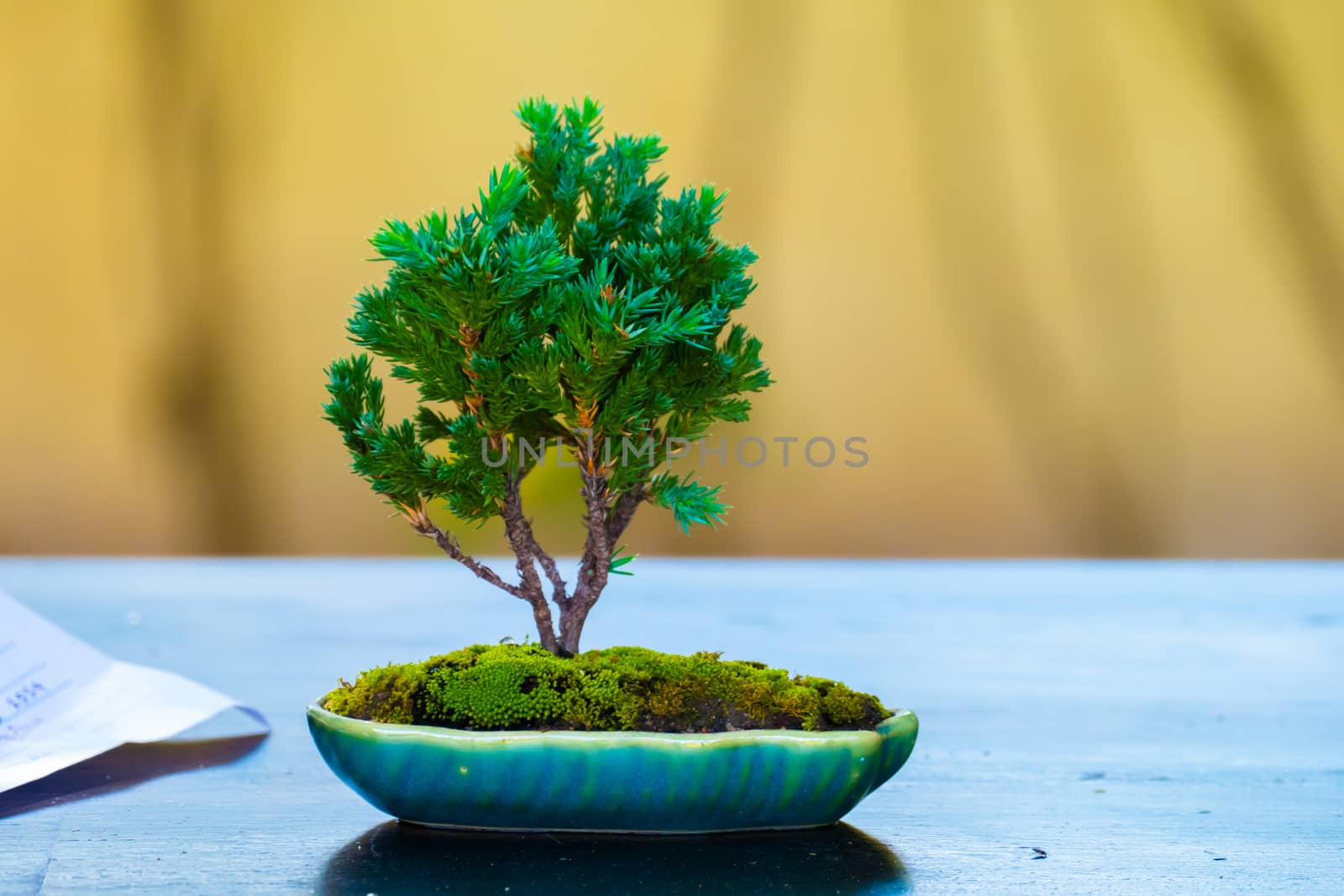 Close up shot bonsai on bokeh background, nature background