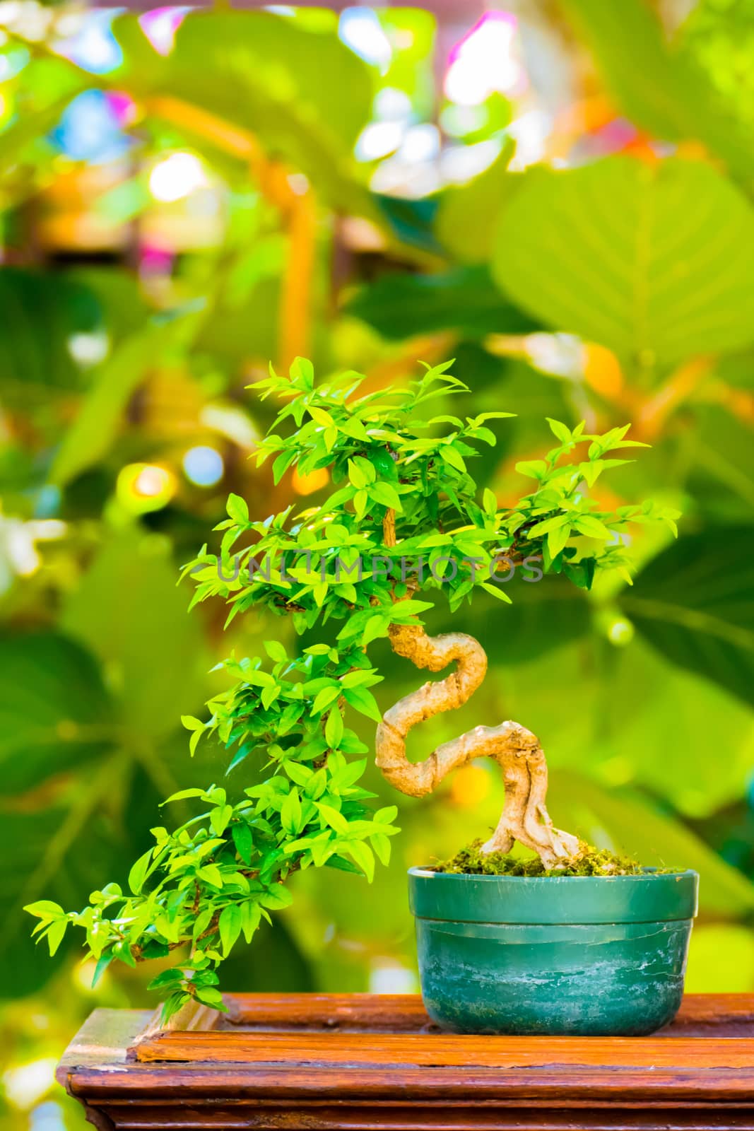 Close up shot bonsai on bokeh background by teerawit