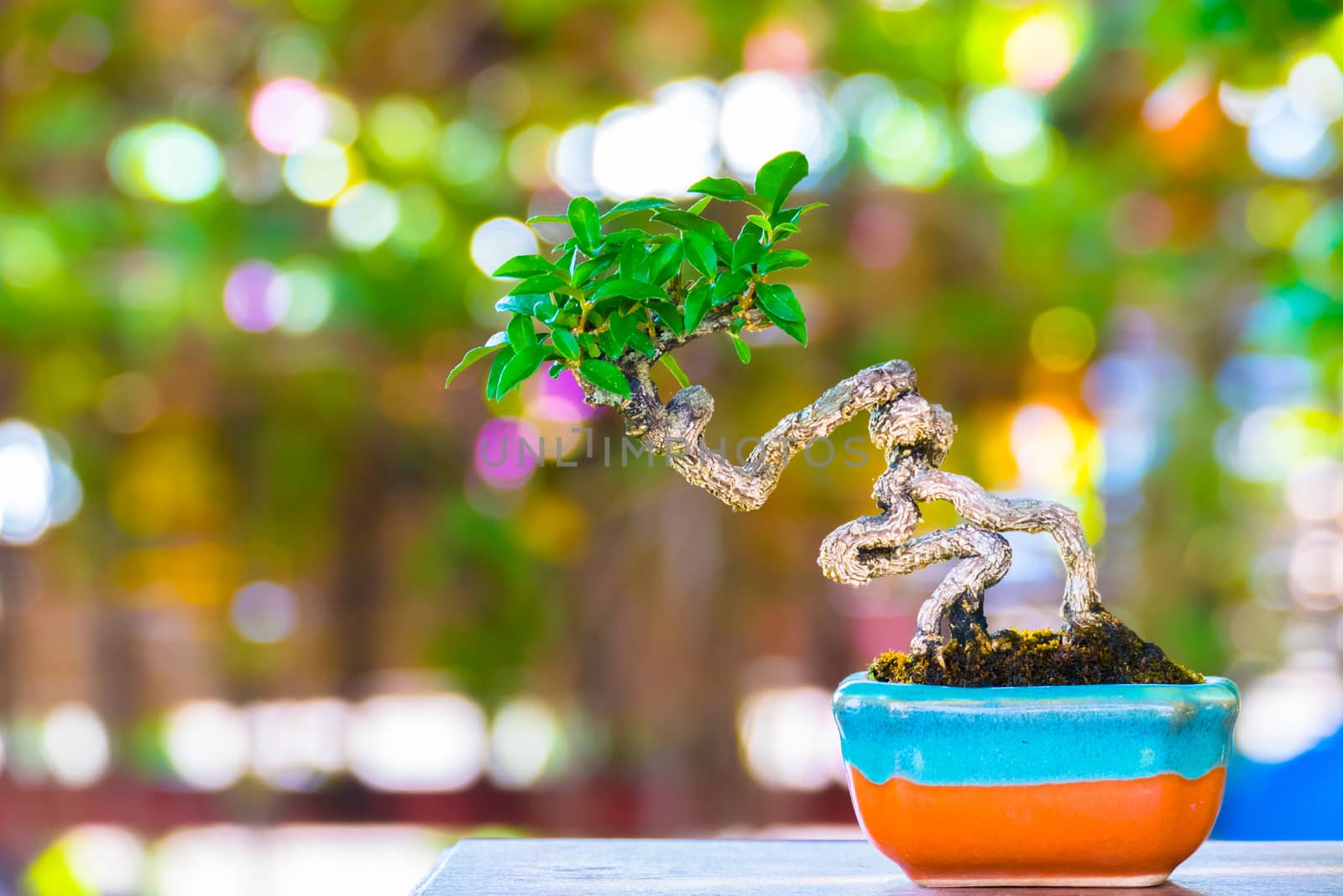 Close up shot bonsai on bokeh background by teerawit