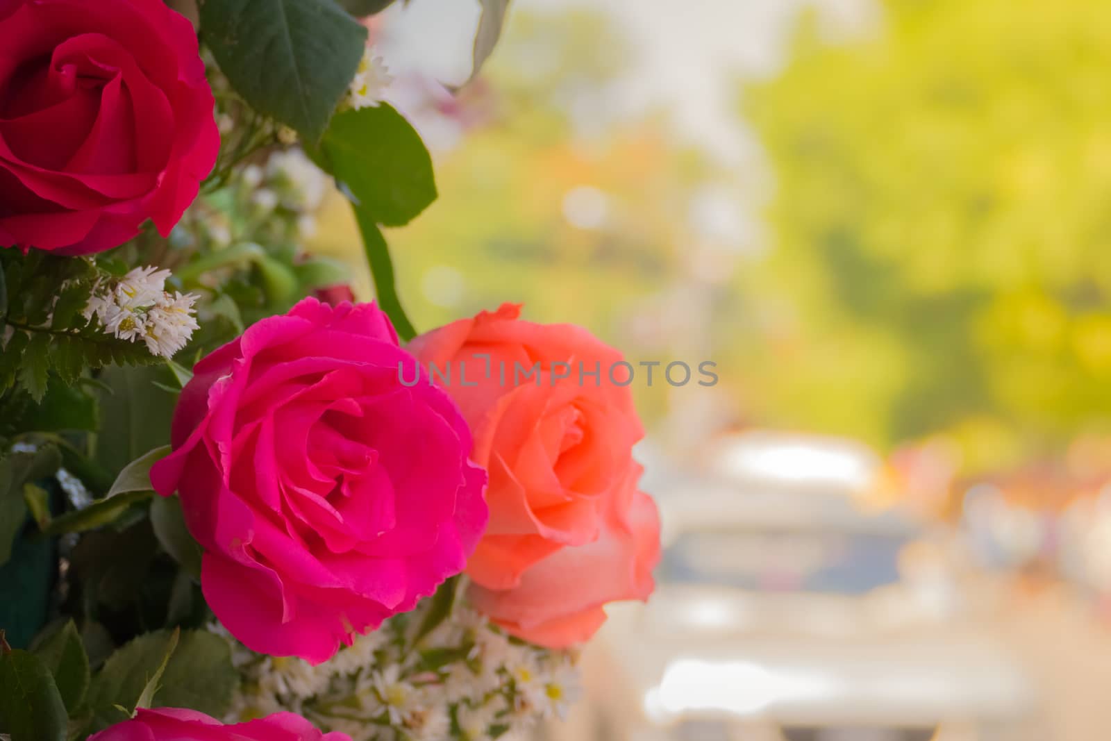 beautiful background with flowers roses, valentine background, flowers background
