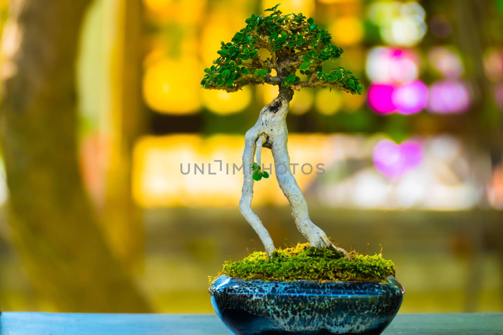 Close up shot bonsai on bokeh background by teerawit