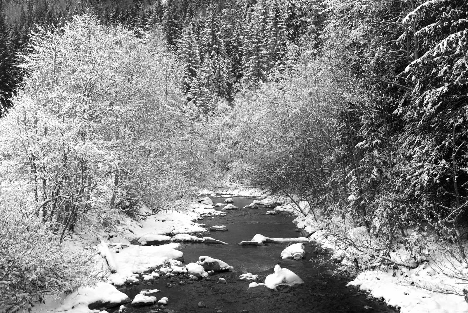 forest and river flowing in the valley floor in La Villa, Alta Badia in the Dolomites - Trentino-Alto Adige, Italy