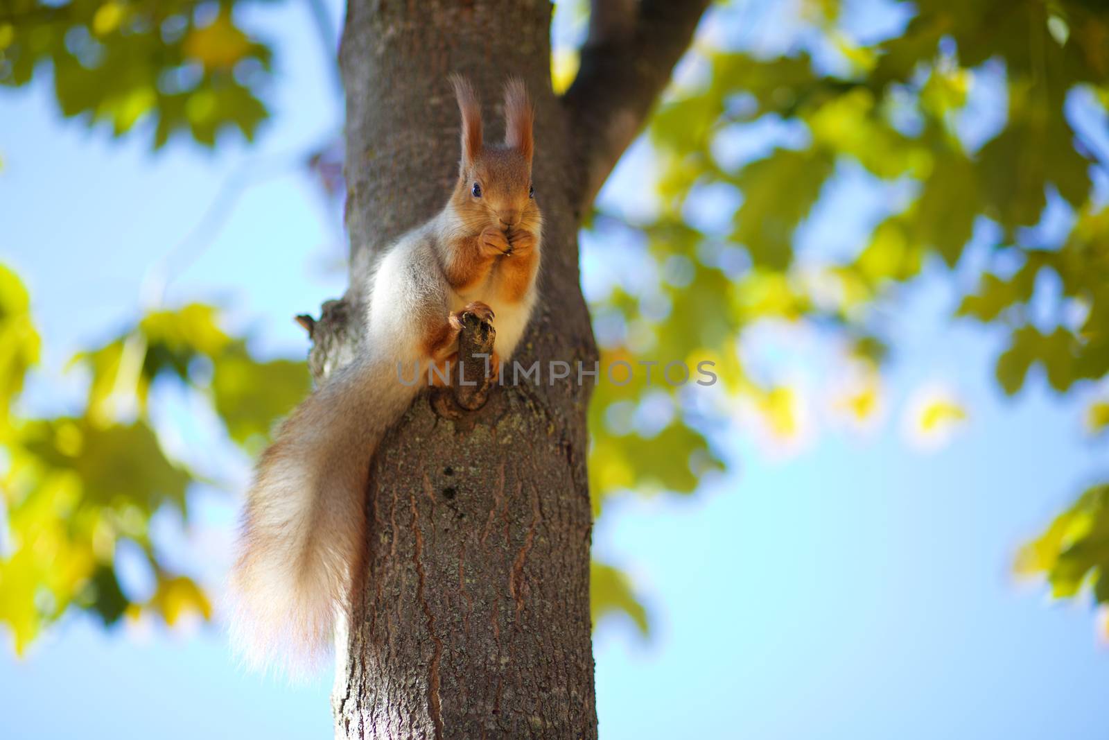Squirrel on the tree eats nuts. Autumn