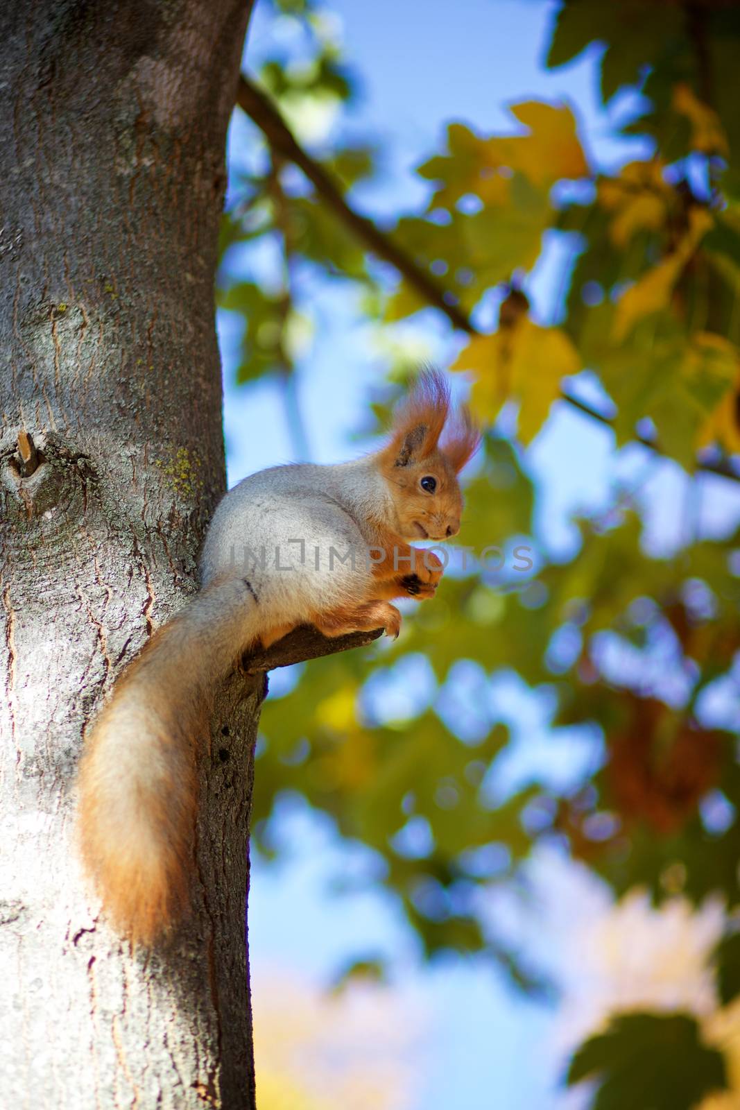 Squirrel on the tree by payee