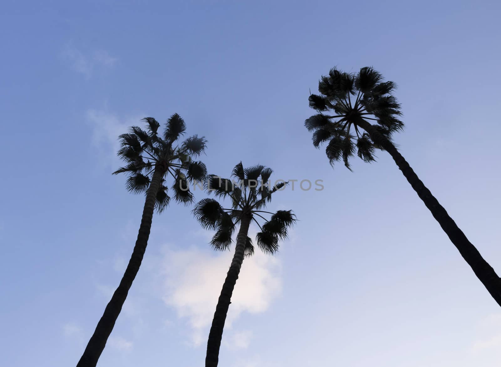 Silhouettes of palm trees and blue sky with a cloud.