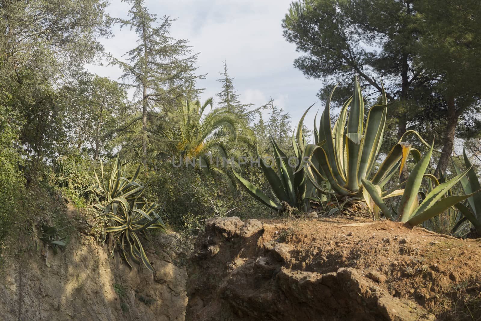 Green beautiful big aloes in park in Spain.