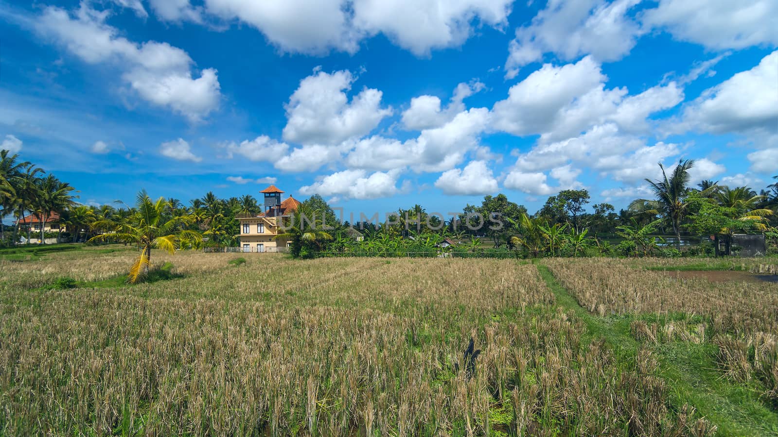 Lonely house on rice field at the town of Ubud in Bali in sunny summer day