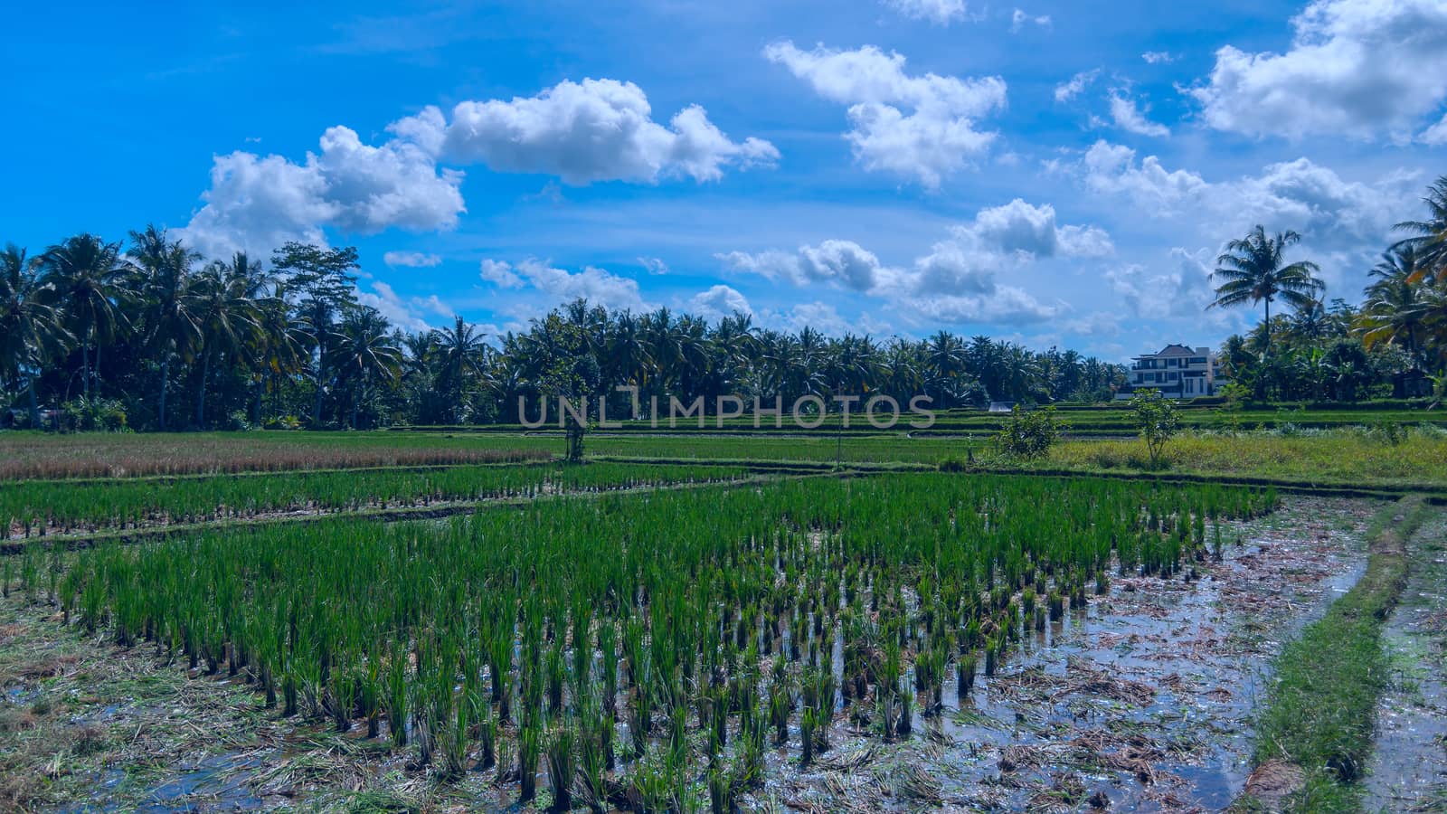 House on the rice field at the town of Ubud in Bali in sunny summer day