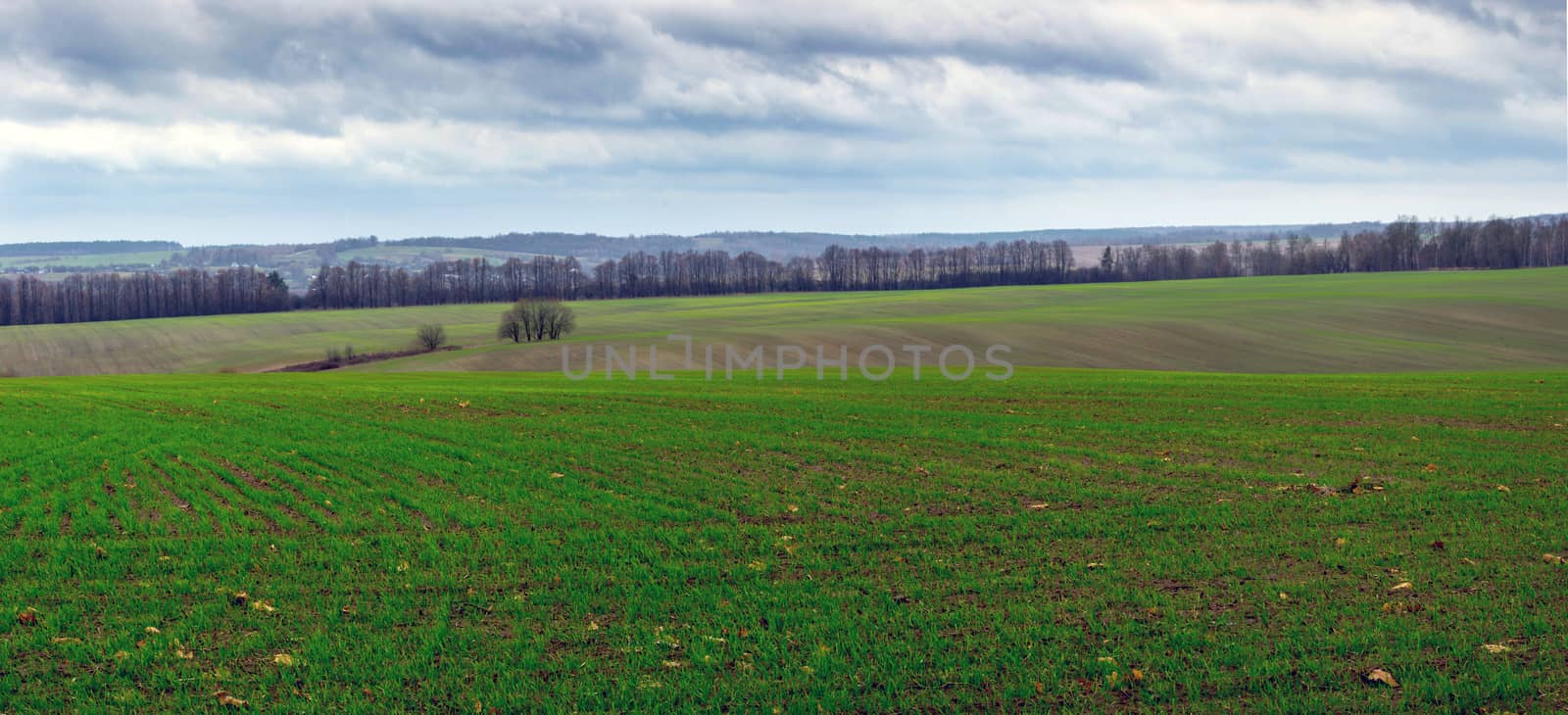 Green Grass Field Landscape with fantastic clouds in the backgro by dolnikow