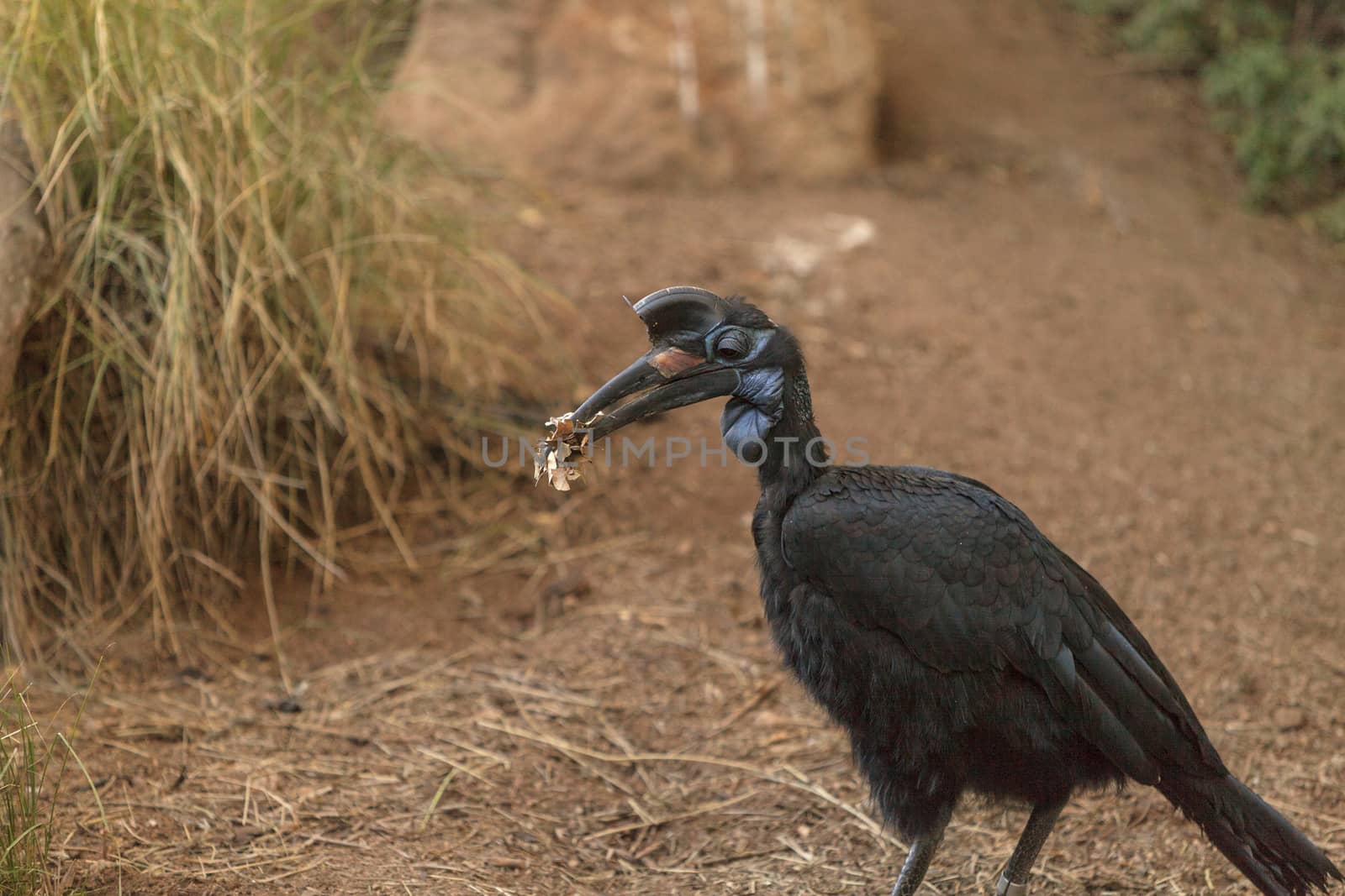 Abyssinian ground hornbill by steffstarr