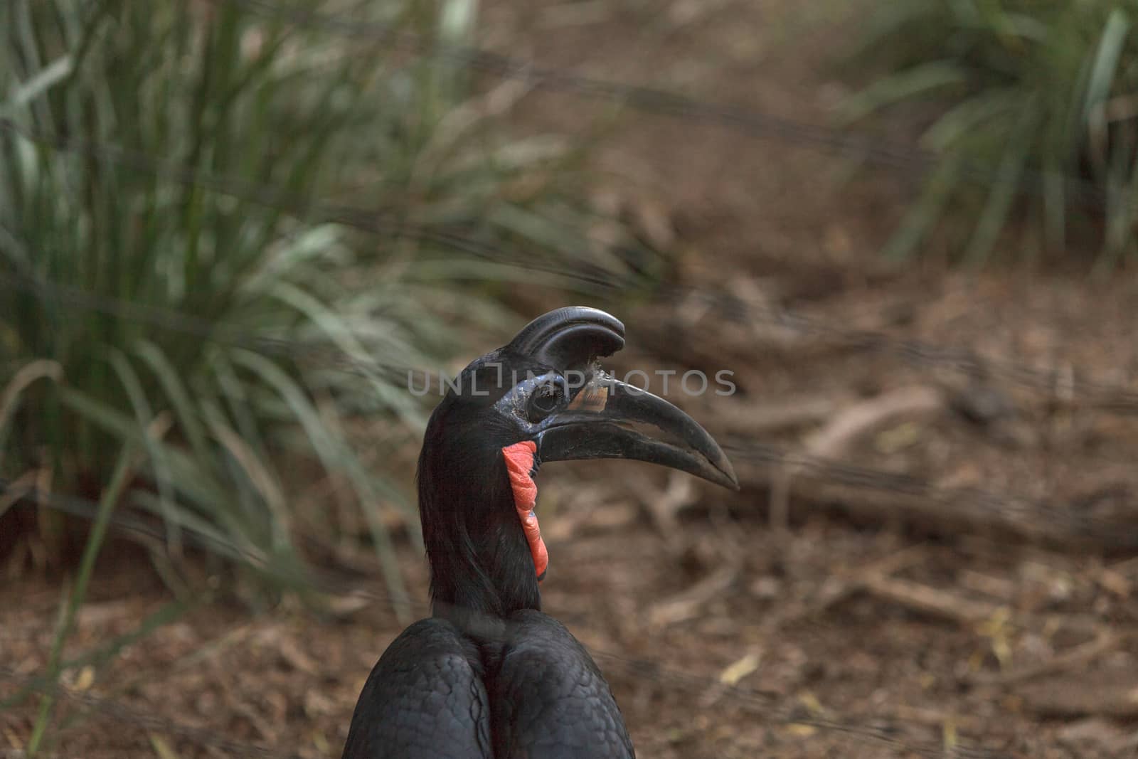 Abyssinian ground hornbill, Bucorvus abyssinicus, bird is black with feathers that look like thick eye lashes. Males have a red bib. Females are all black. This bird can be found in Africa.