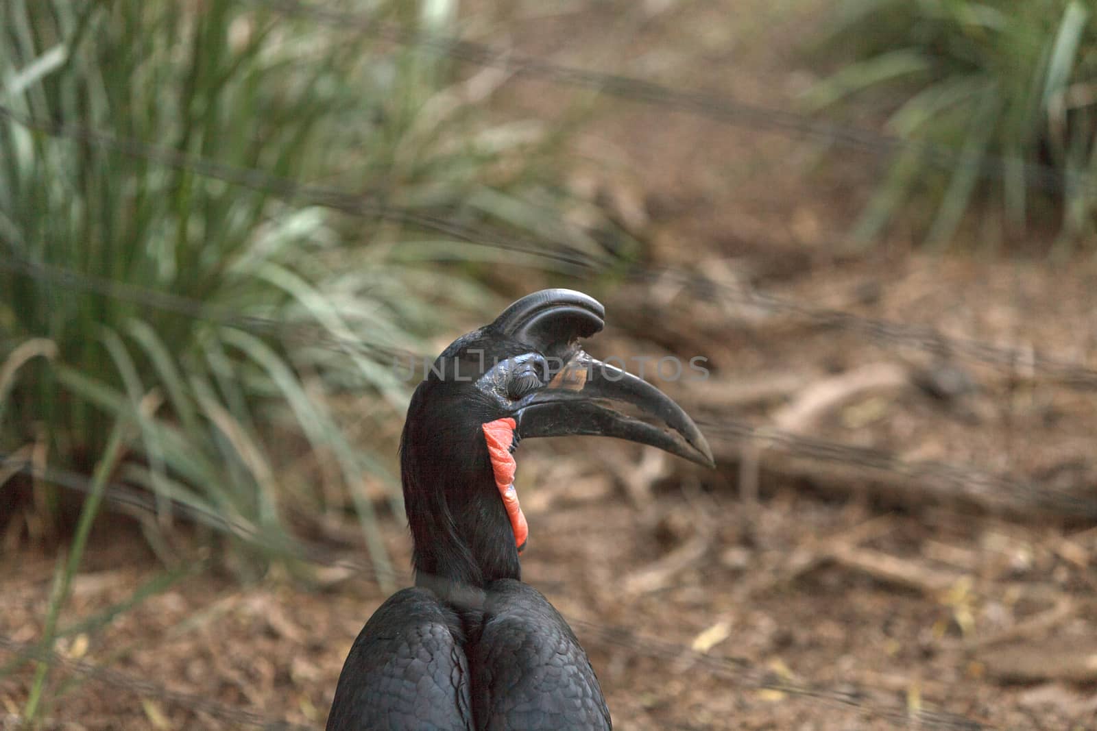 Abyssinian ground hornbill by steffstarr