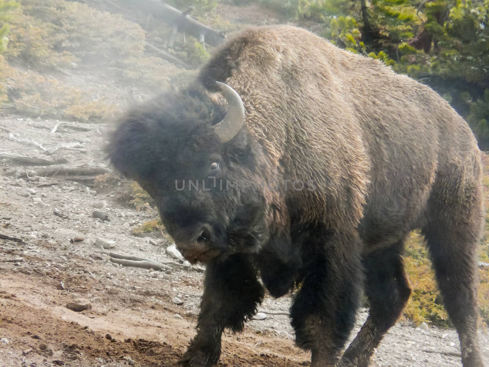 Closeup of faded american bison with head in steam from geyser in Yellowstone National Park.