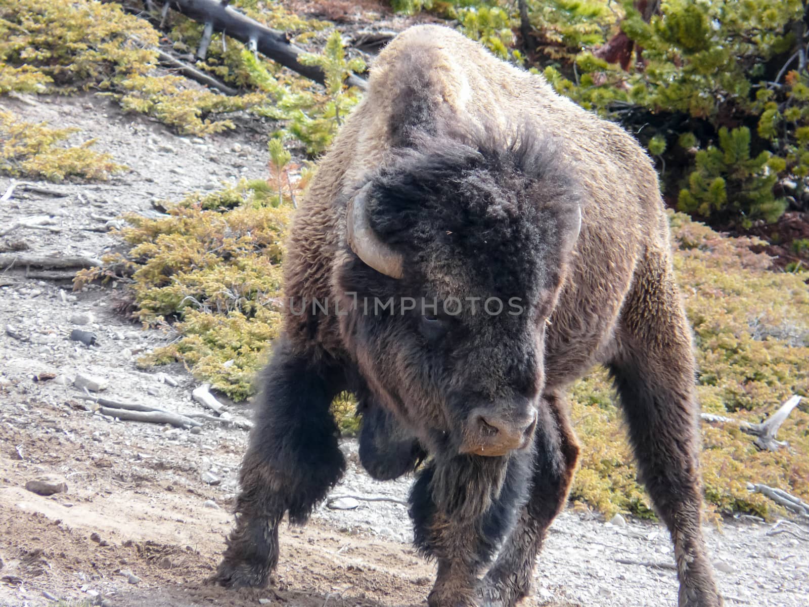 Aggressive Bison at the Yellowstone National Park by wit_gorski