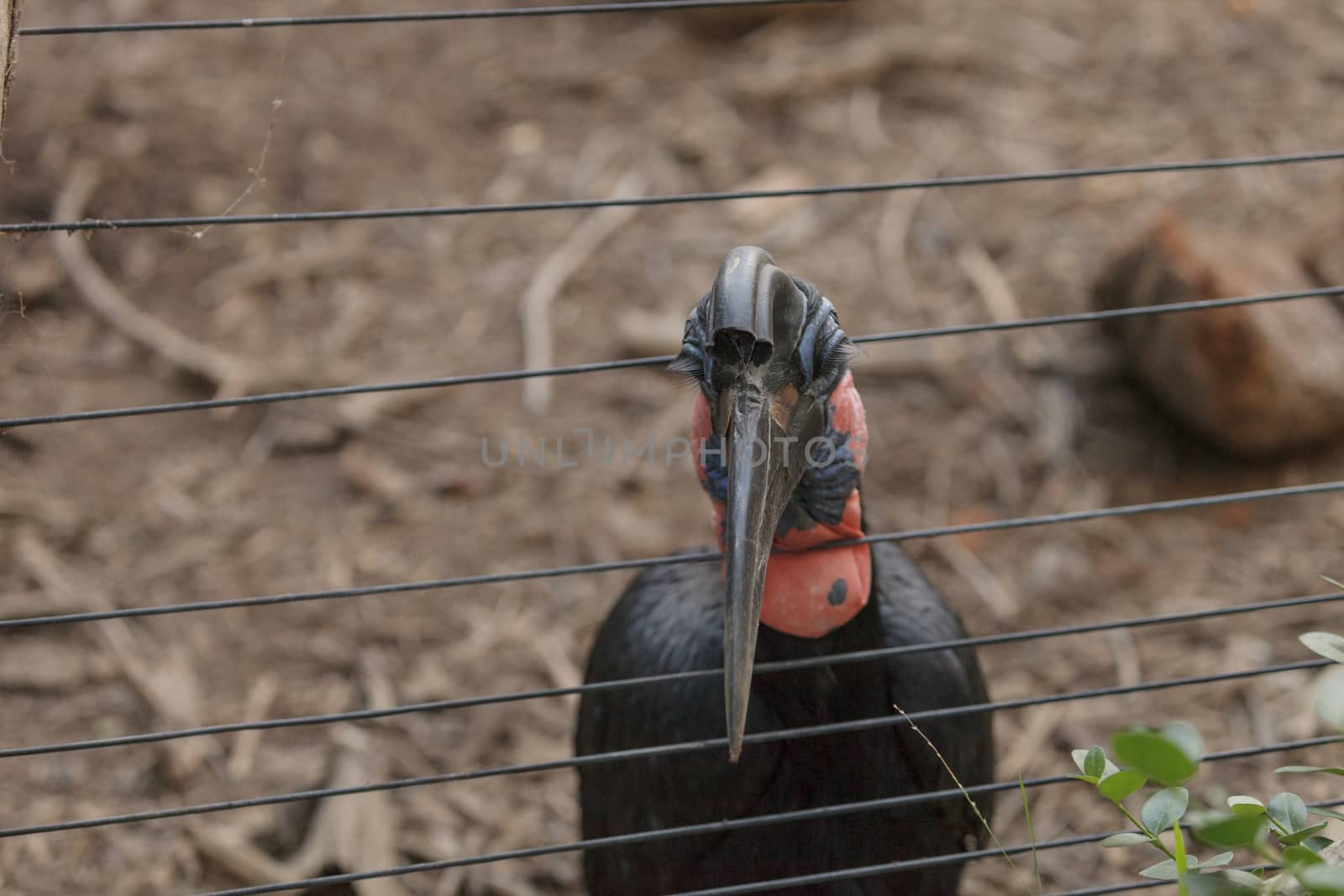 Abyssinian ground hornbill by steffstarr