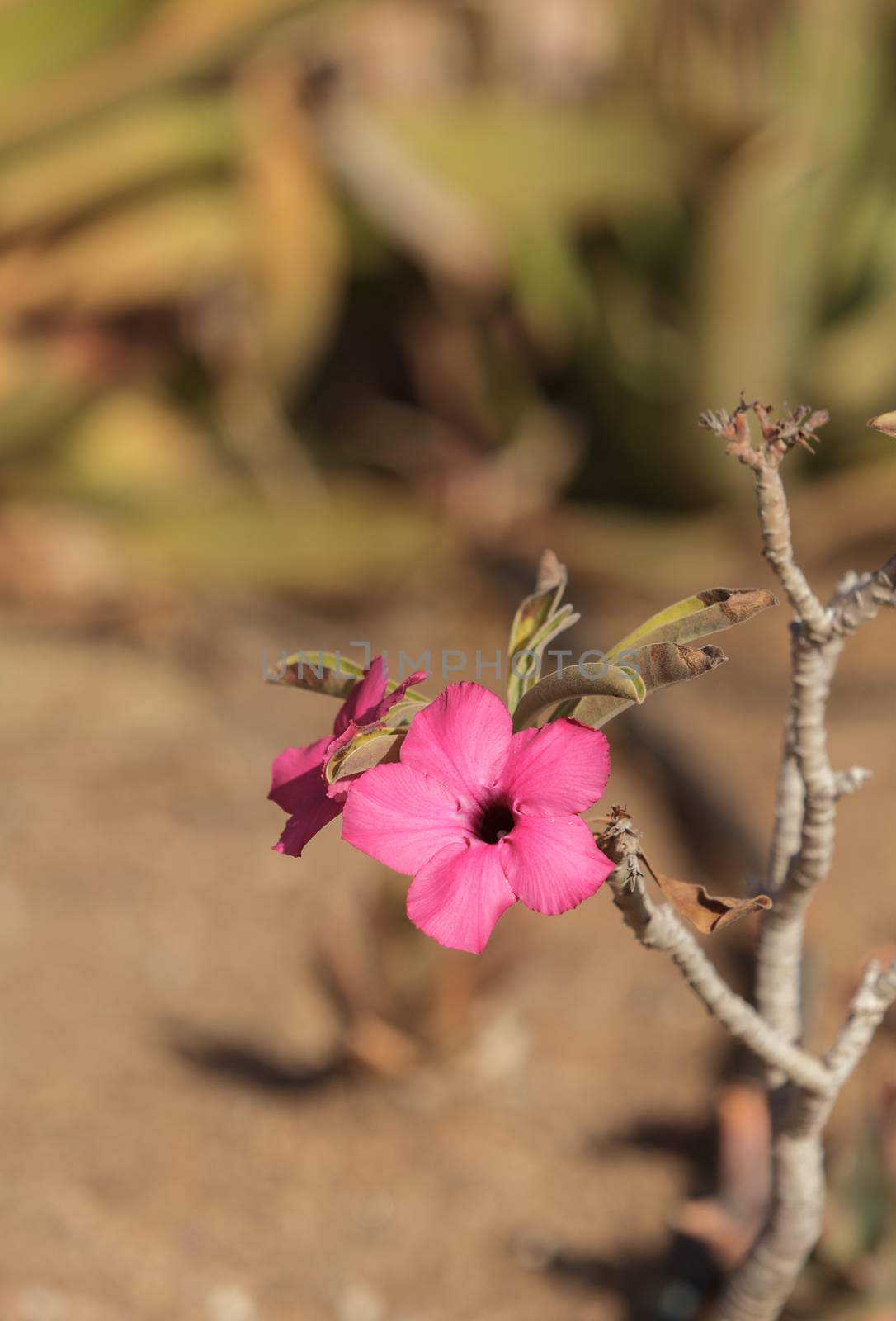 Pink flowers on Adenium obesum swazicum by steffstarr