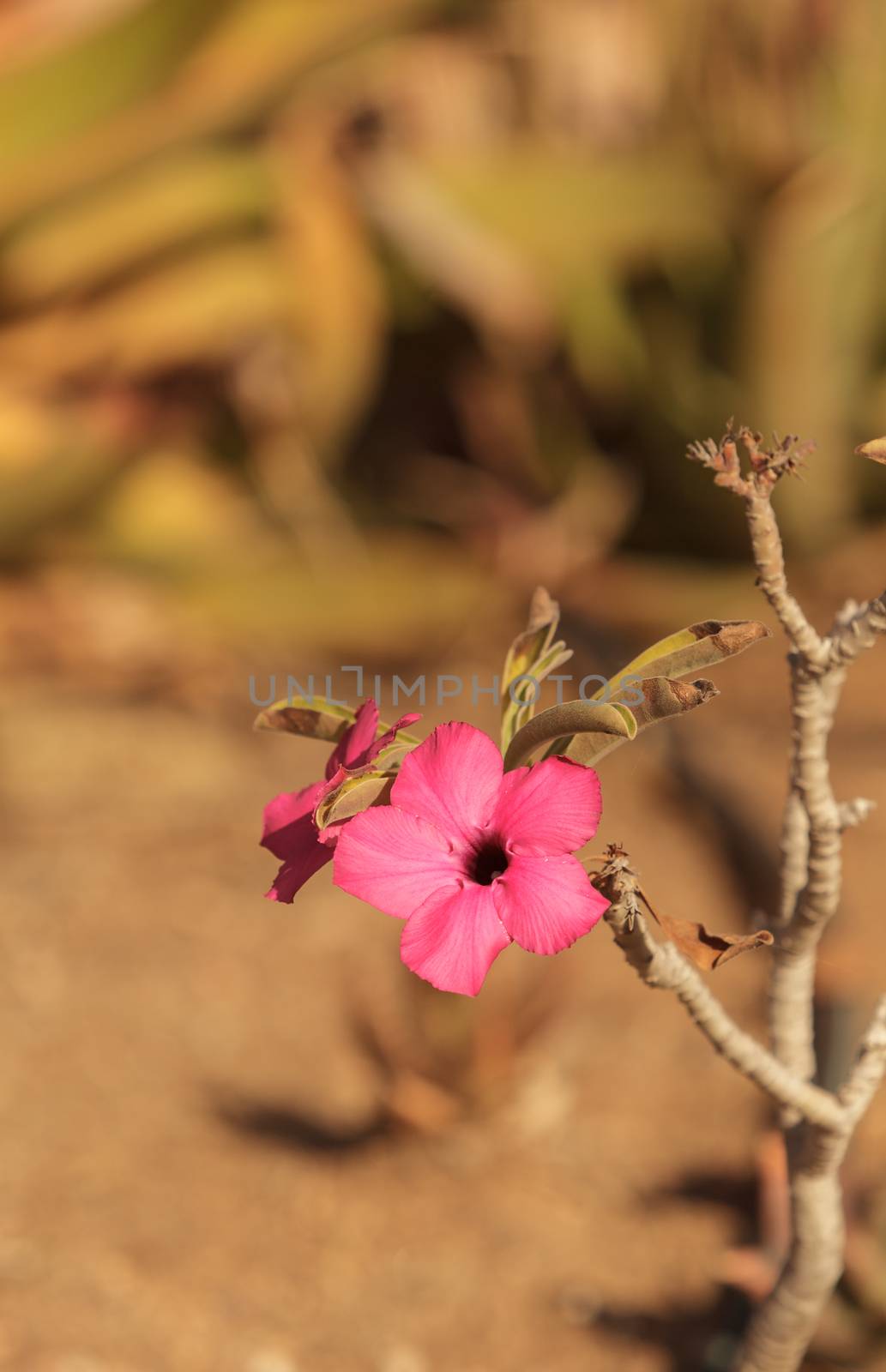 Pink flowers on Adenium obesum swazicum blooms from November through may in Swaziland.