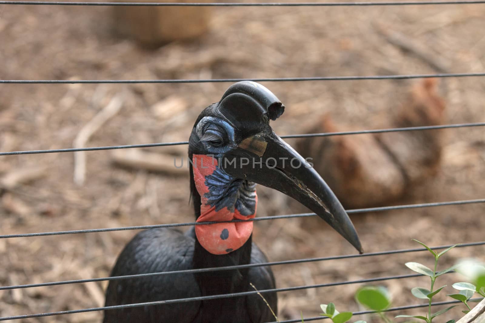 Abyssinian ground hornbill, Bucorvus abyssinicus, bird is black with feathers that look like thick eye lashes. Males have a red bib. Females are all black. This bird can be found in Africa.