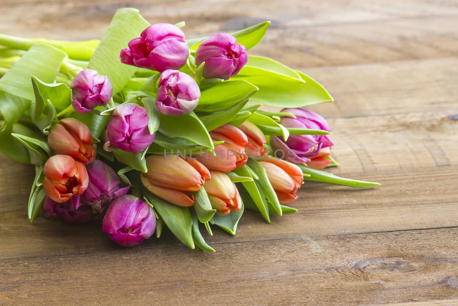 colourful tulips on wooden background by miradrozdowski