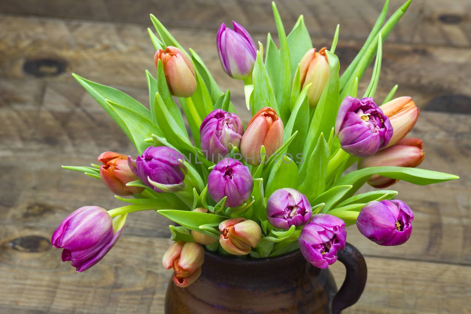 colourful tulips in a vase by miradrozdowski
