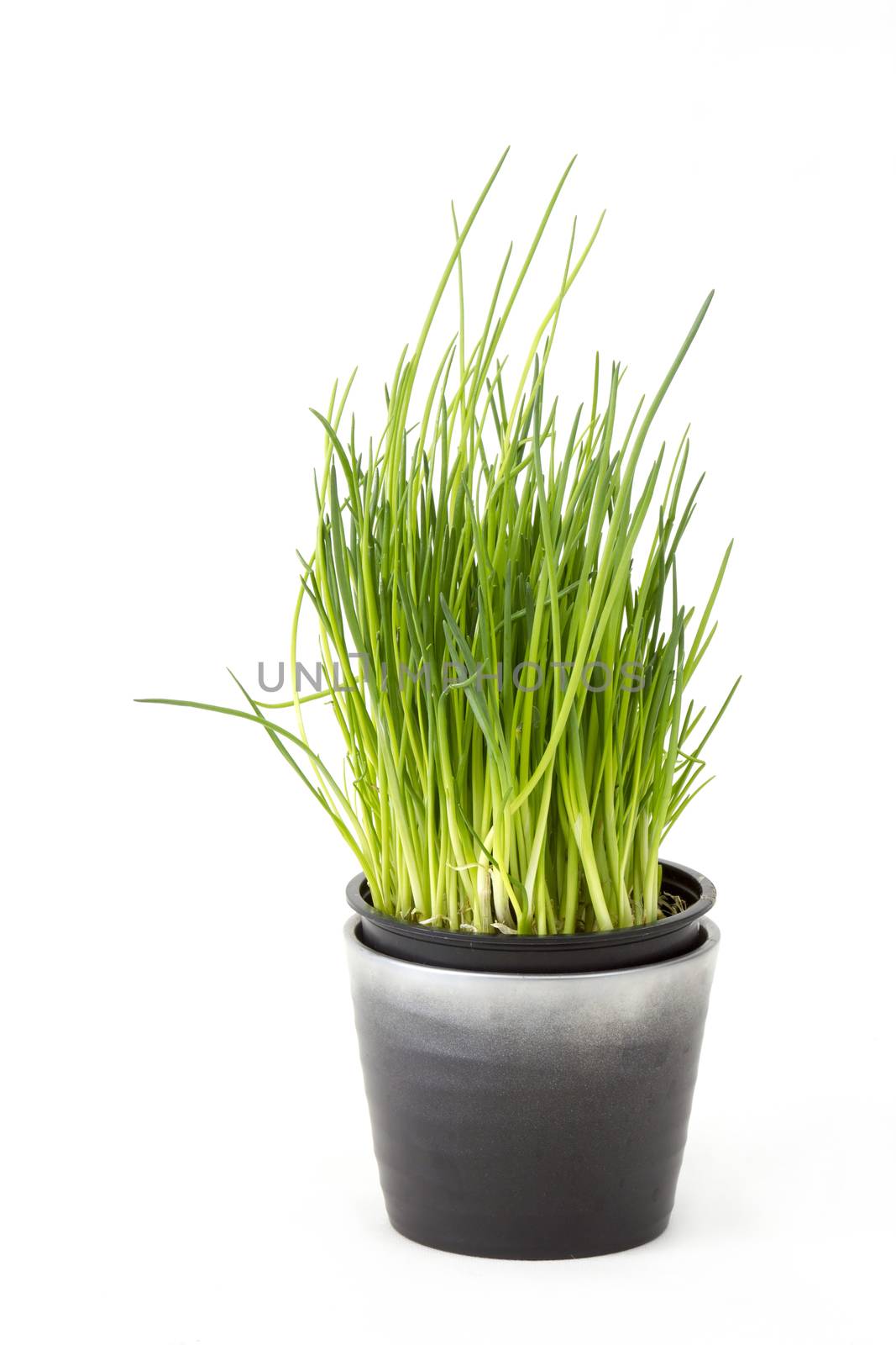 fresh chives in a pot on white background