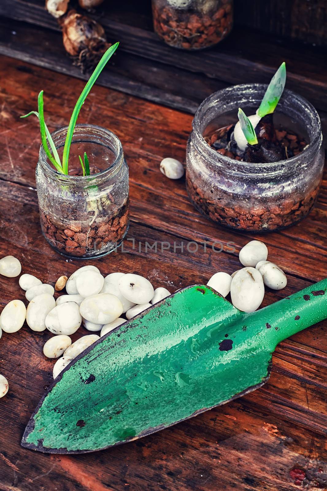 Garden scoop,jars of sprouts of spring flowers and white pebbles