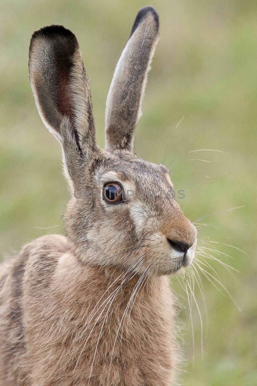 Hare in the wild, a portrait by johan10