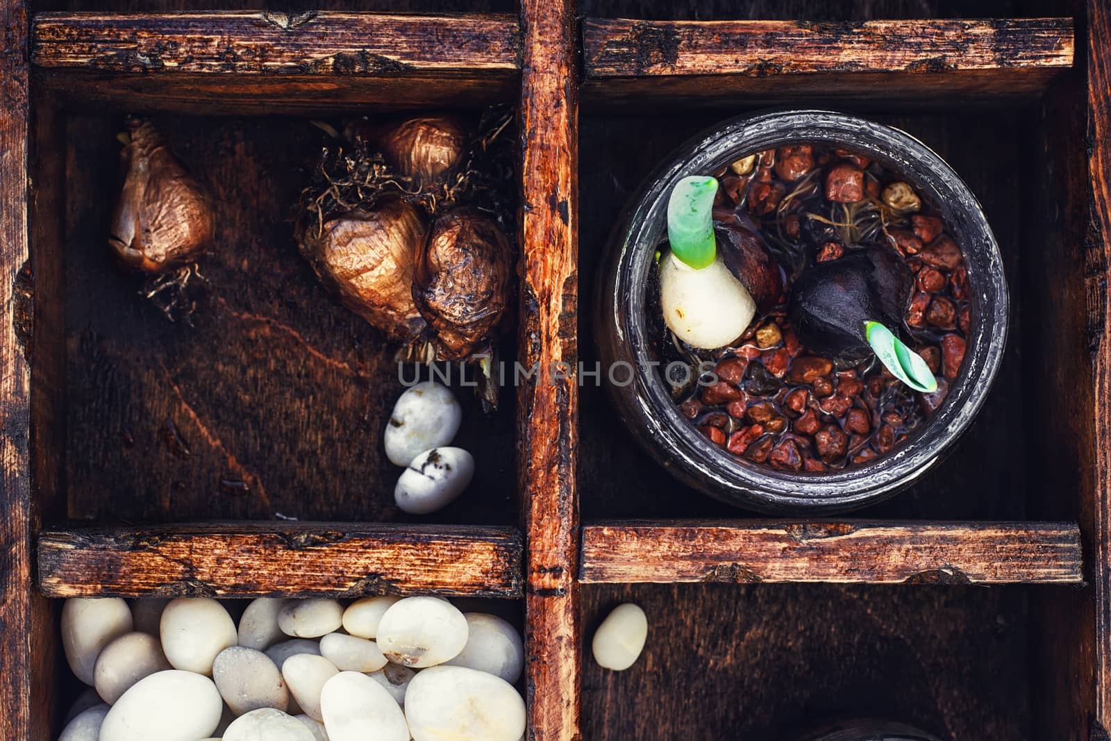 Bulbs and plant shoots and spring flowers in wooden box.View from the top.