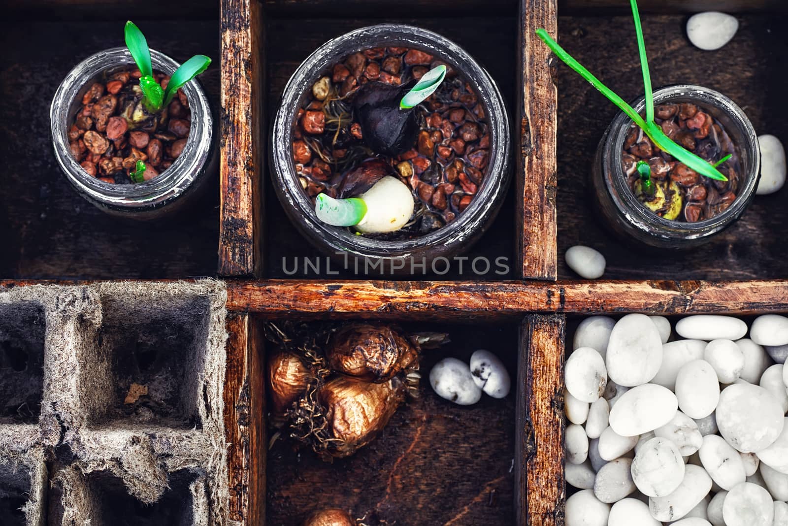 Bulbs and plant shoots and spring flowers in wooden box.View from the top.