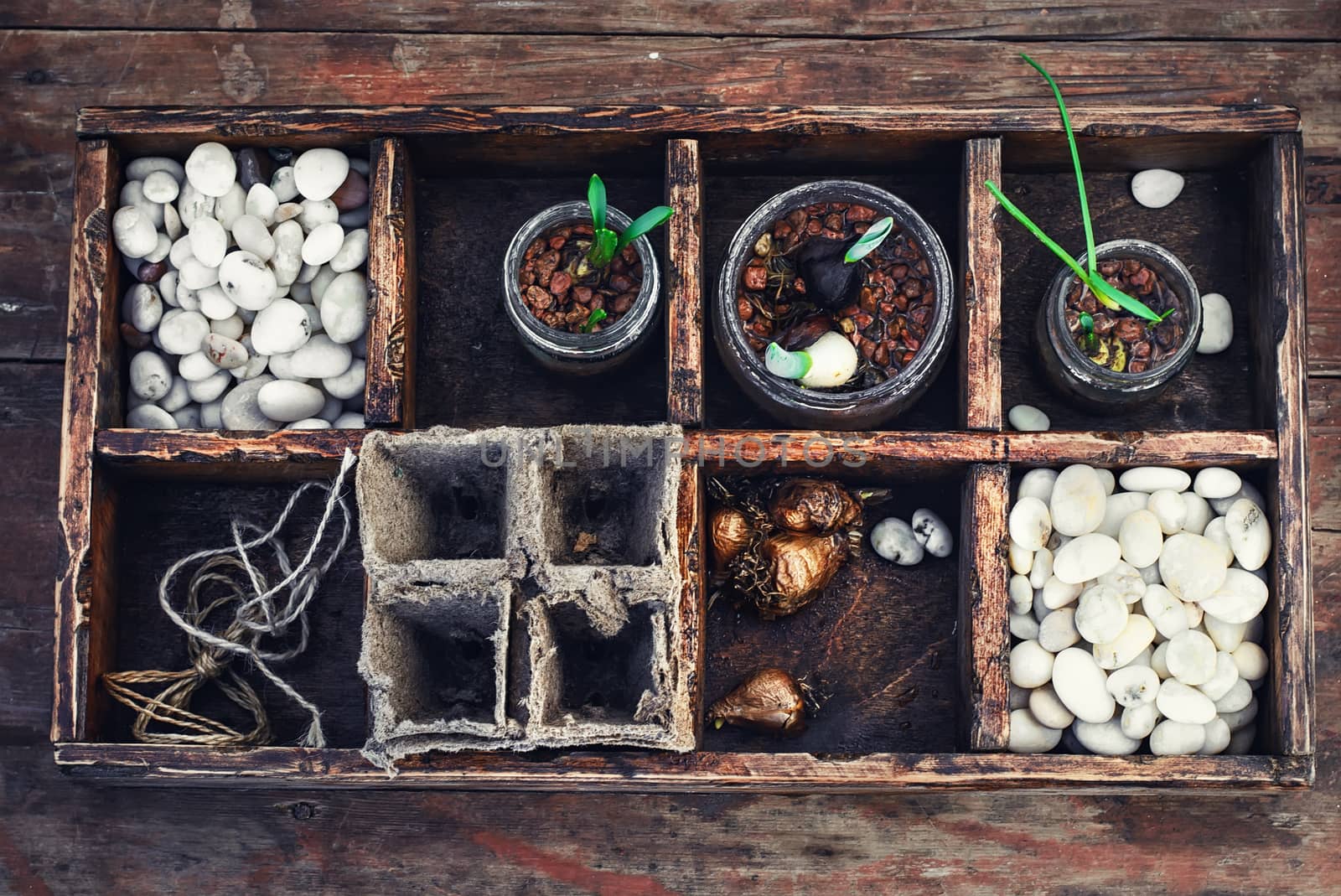 Bulbs and plant shoots and spring flowers in wooden box.View from the top.