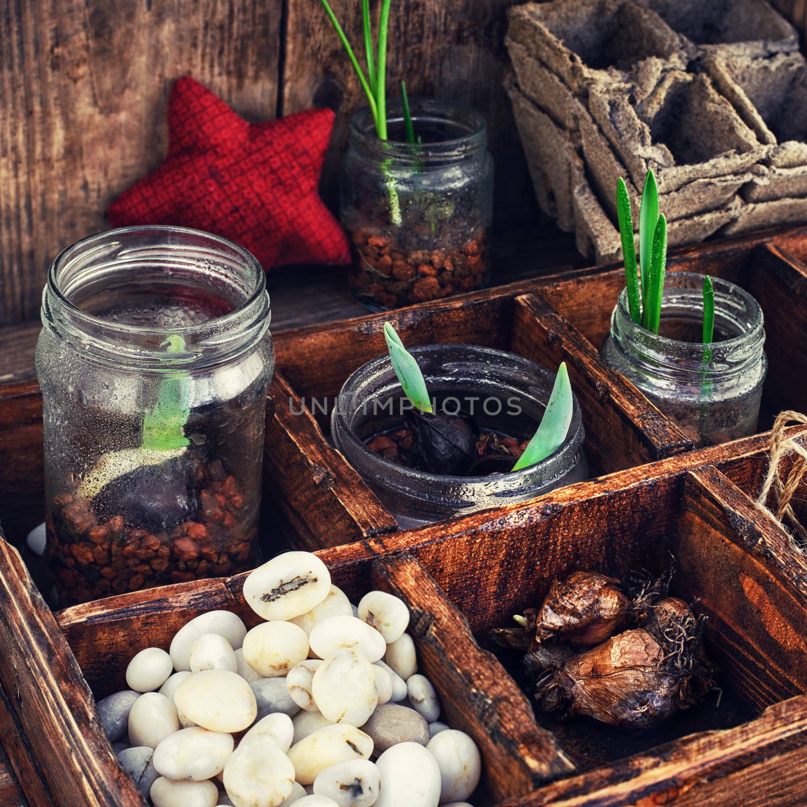 Bulbs and plant shoots and spring flowers in wooden box.