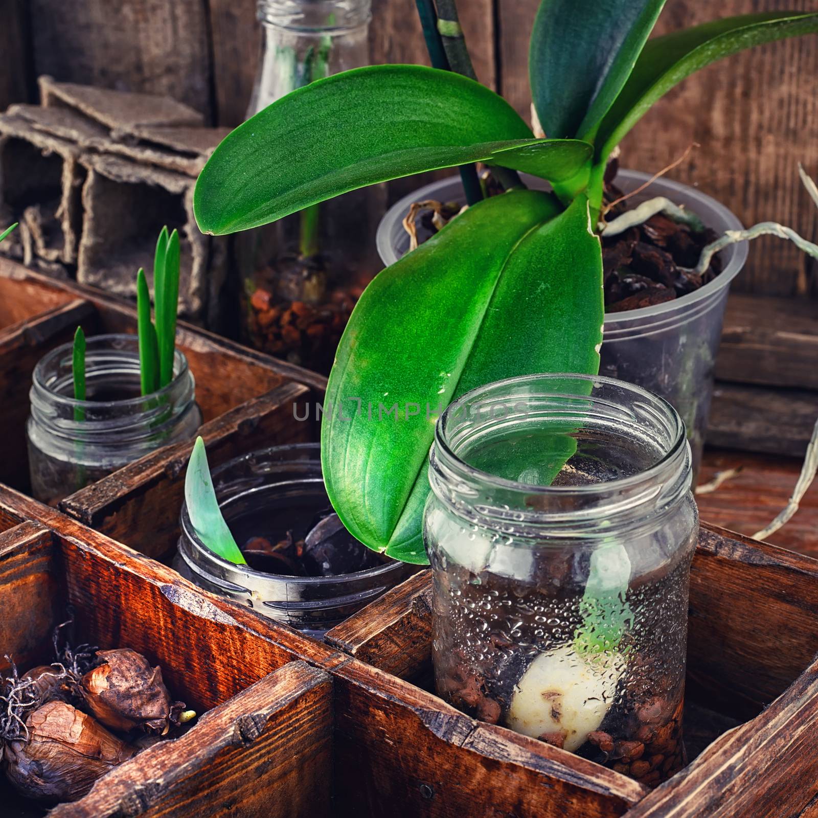 Bulbs and plant shoots and spring flowers in wooden box.