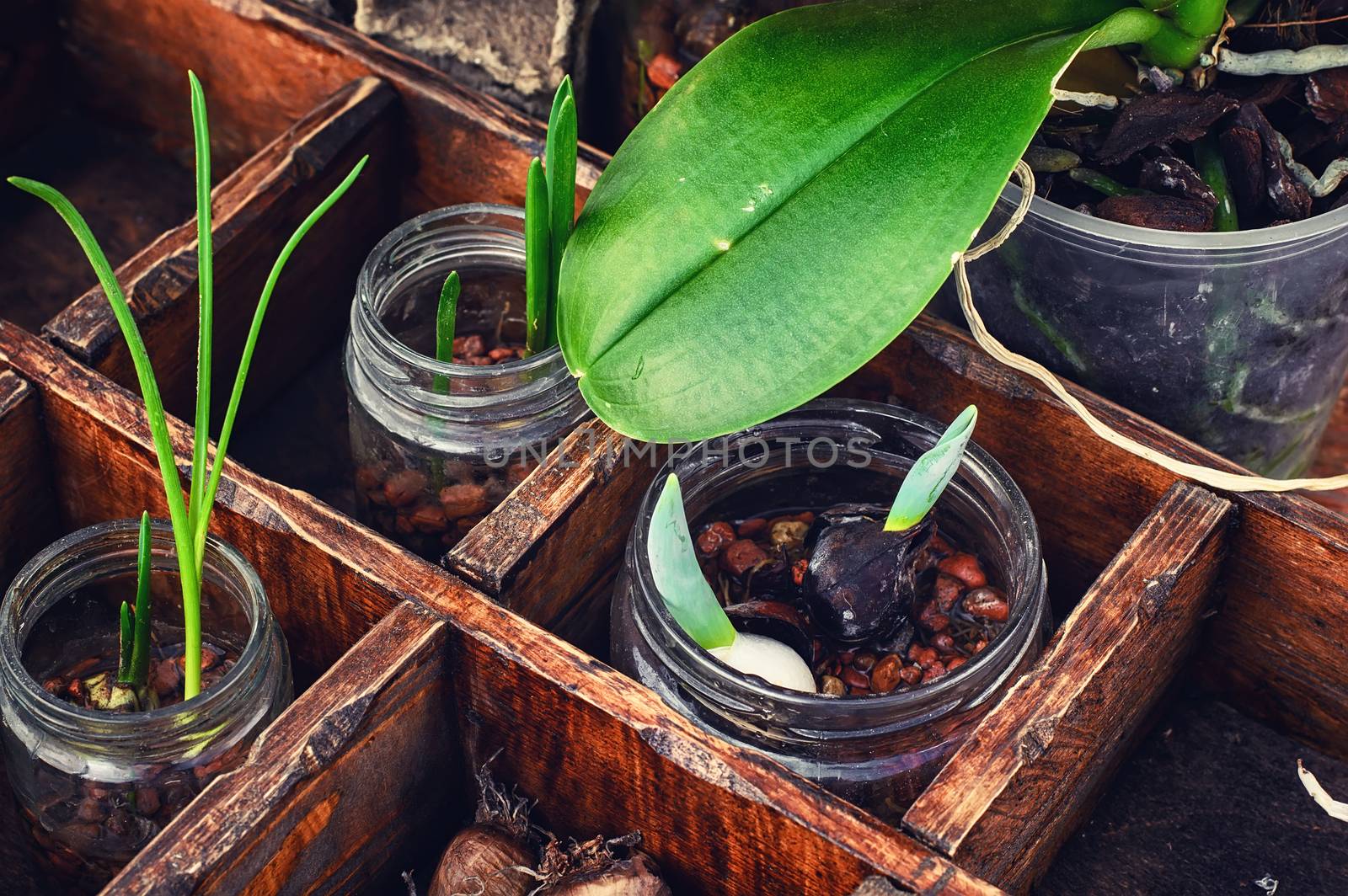 Flowers sprouted in glass jars by LMykola