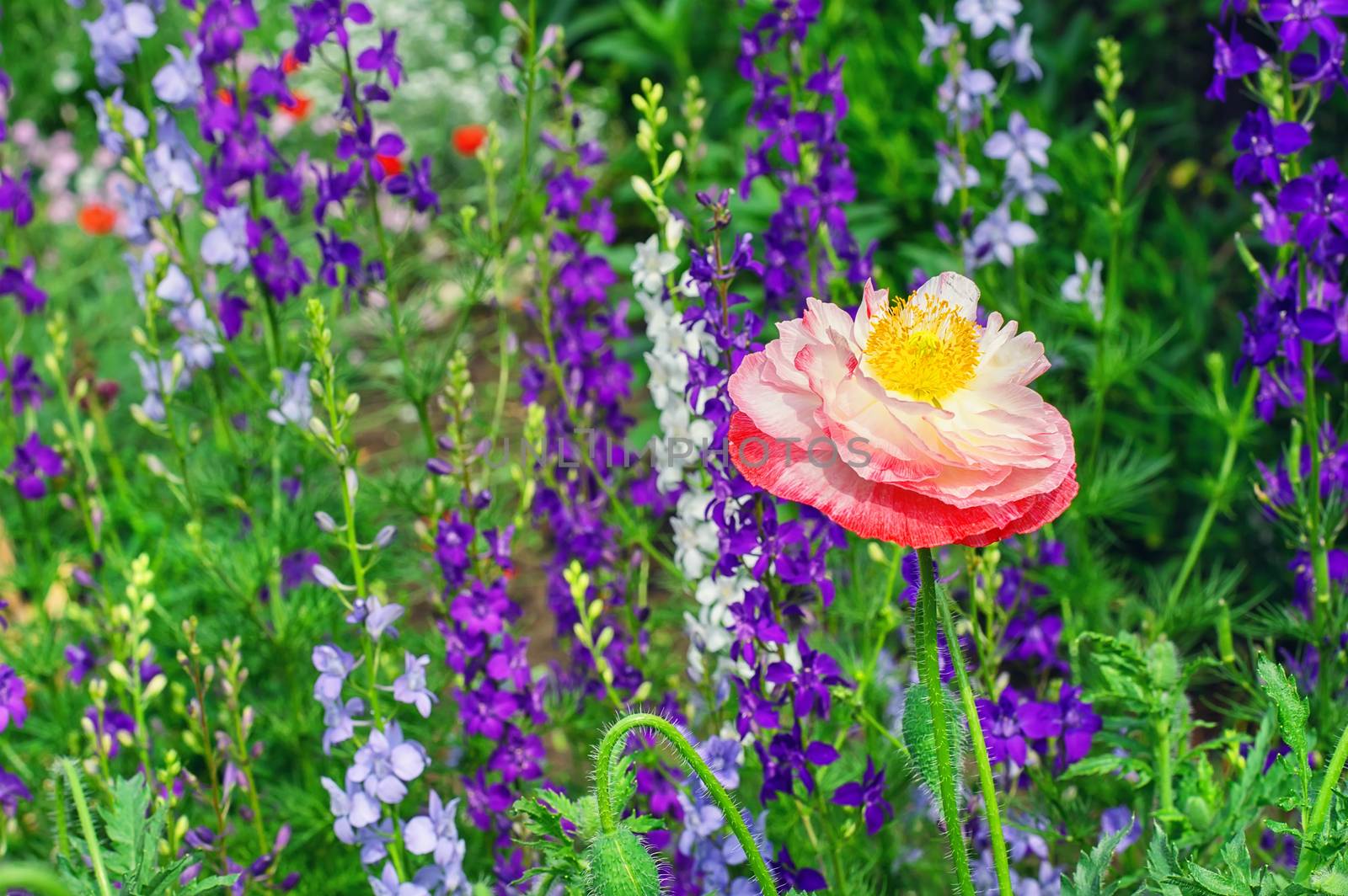 Spring lawn blooming flowers and plants in the yard