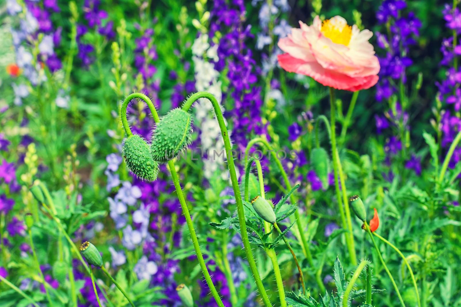 Spring lawn blooming flowers and plants in the yard